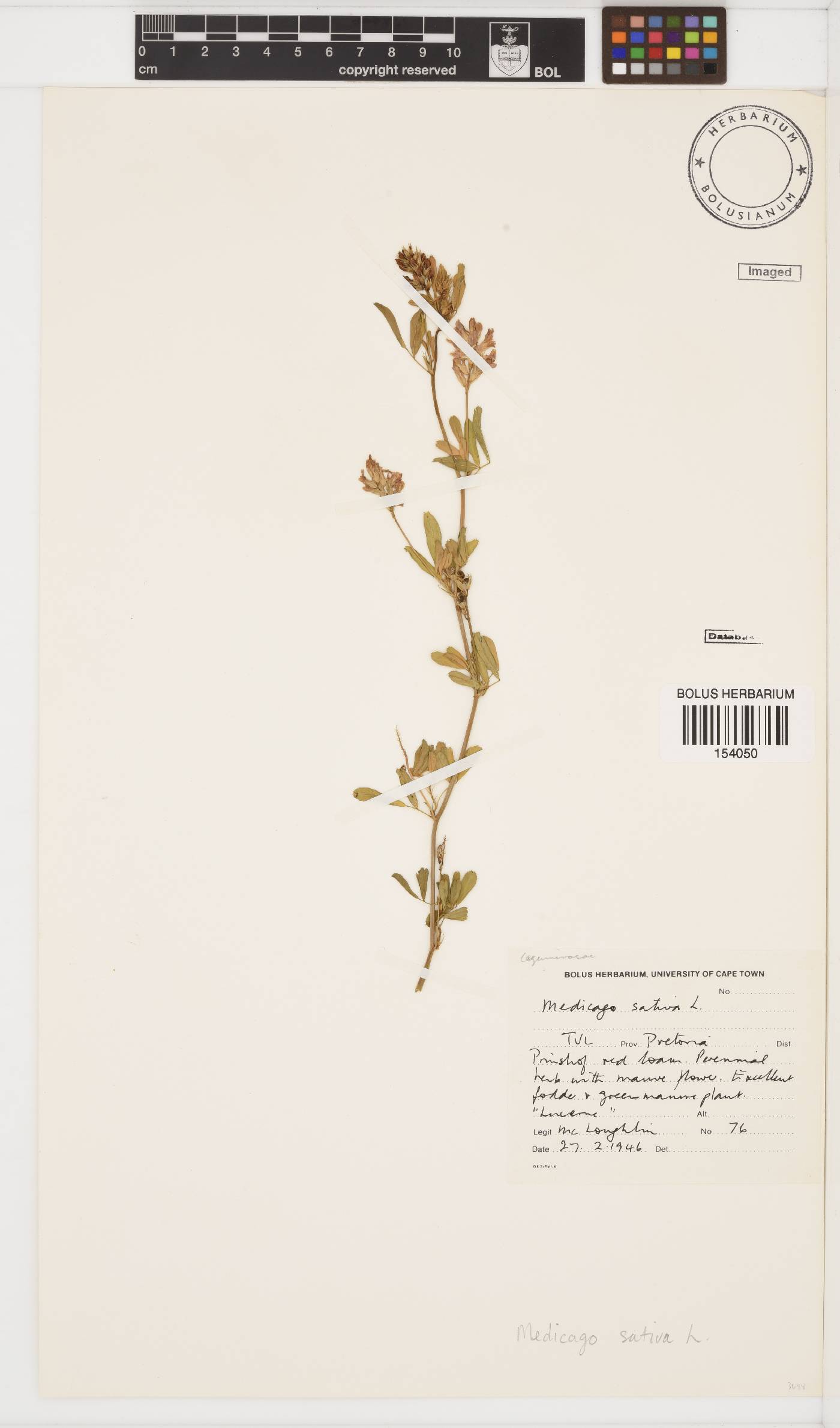 Medicago sativa image