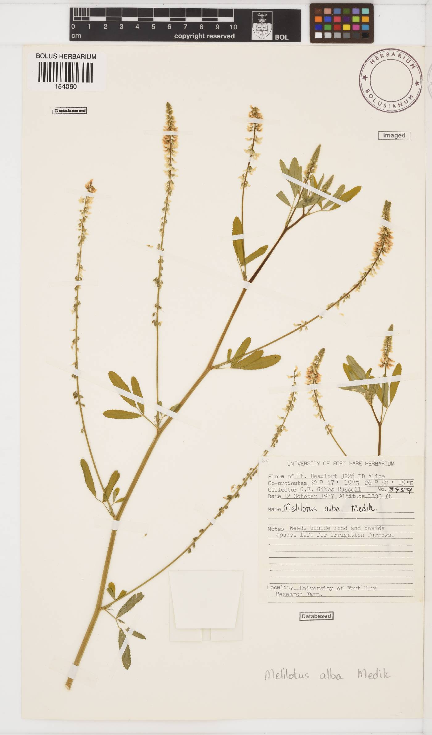 Melilotus albus image