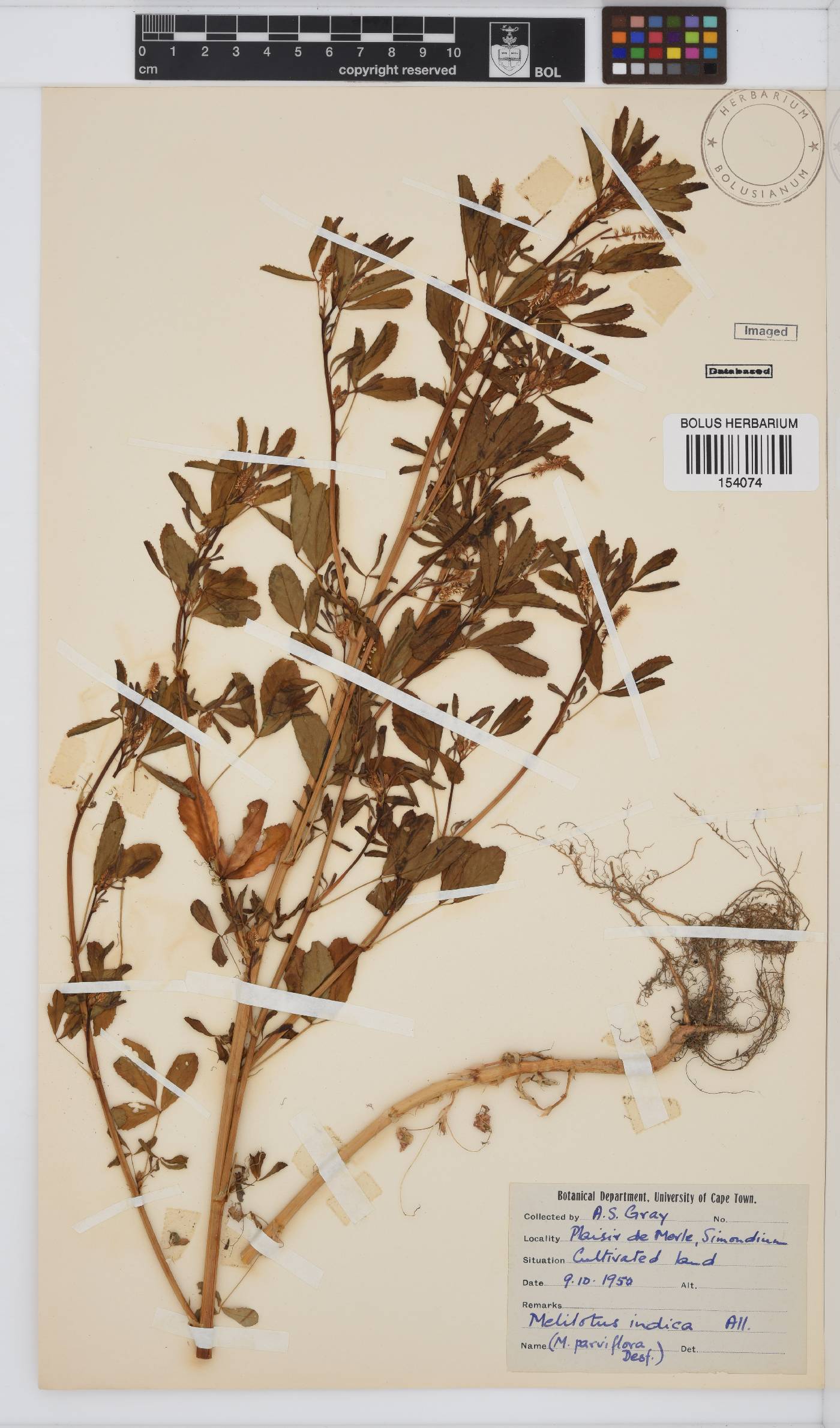 Melilotus indicus image