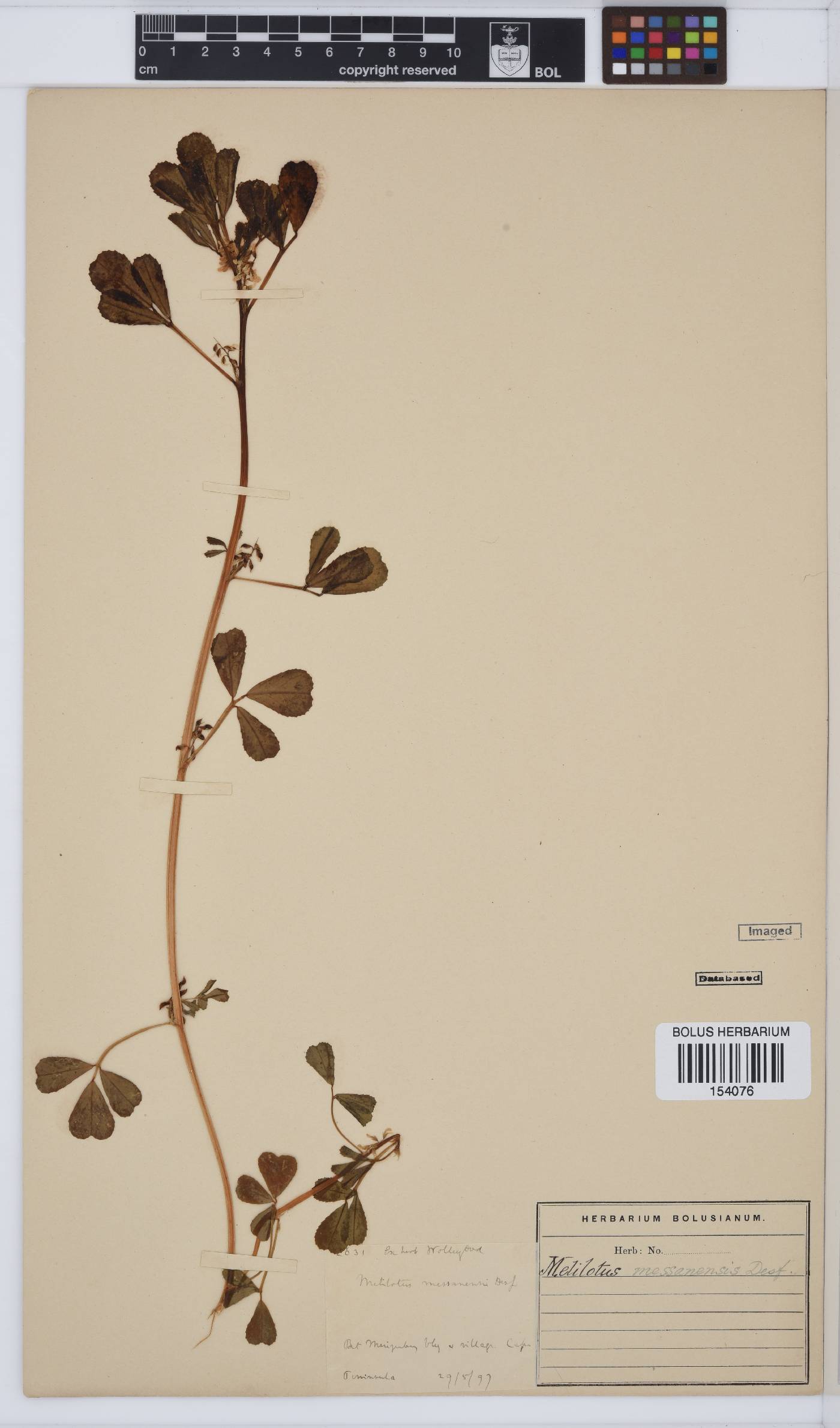 Melilotus siculus image
