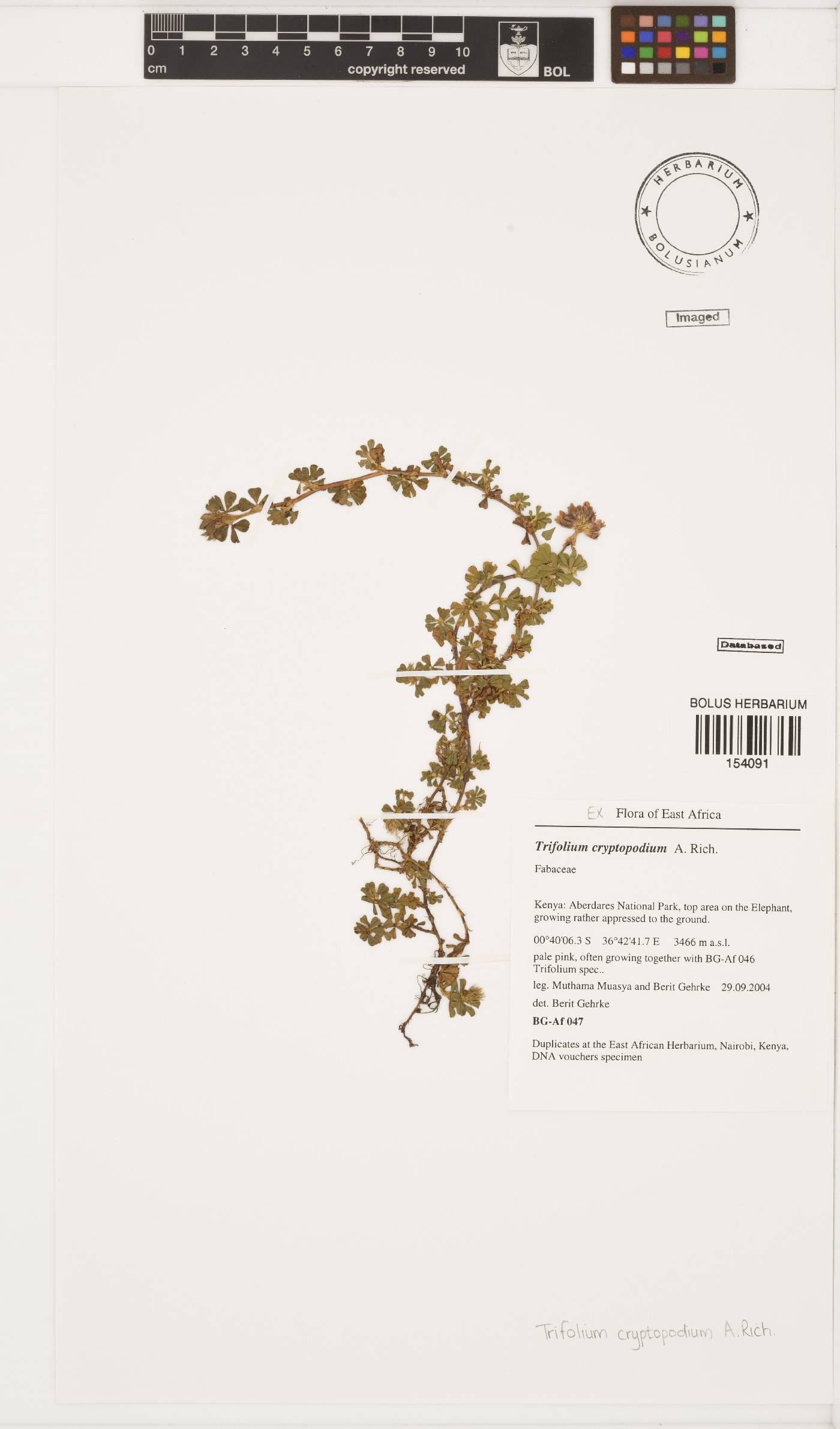 Trifolium cryptopodium image
