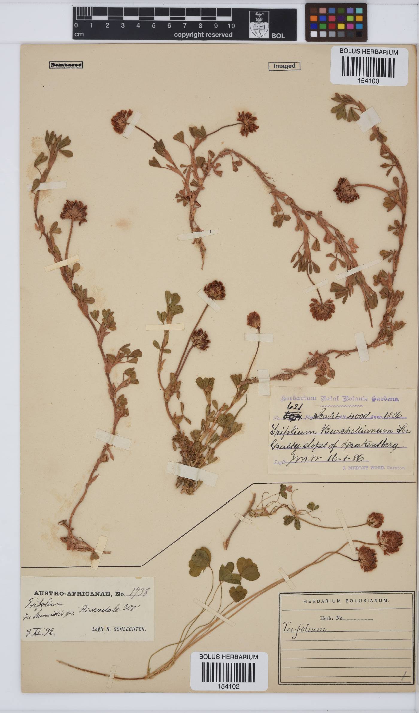 Trifolium burchellianum image