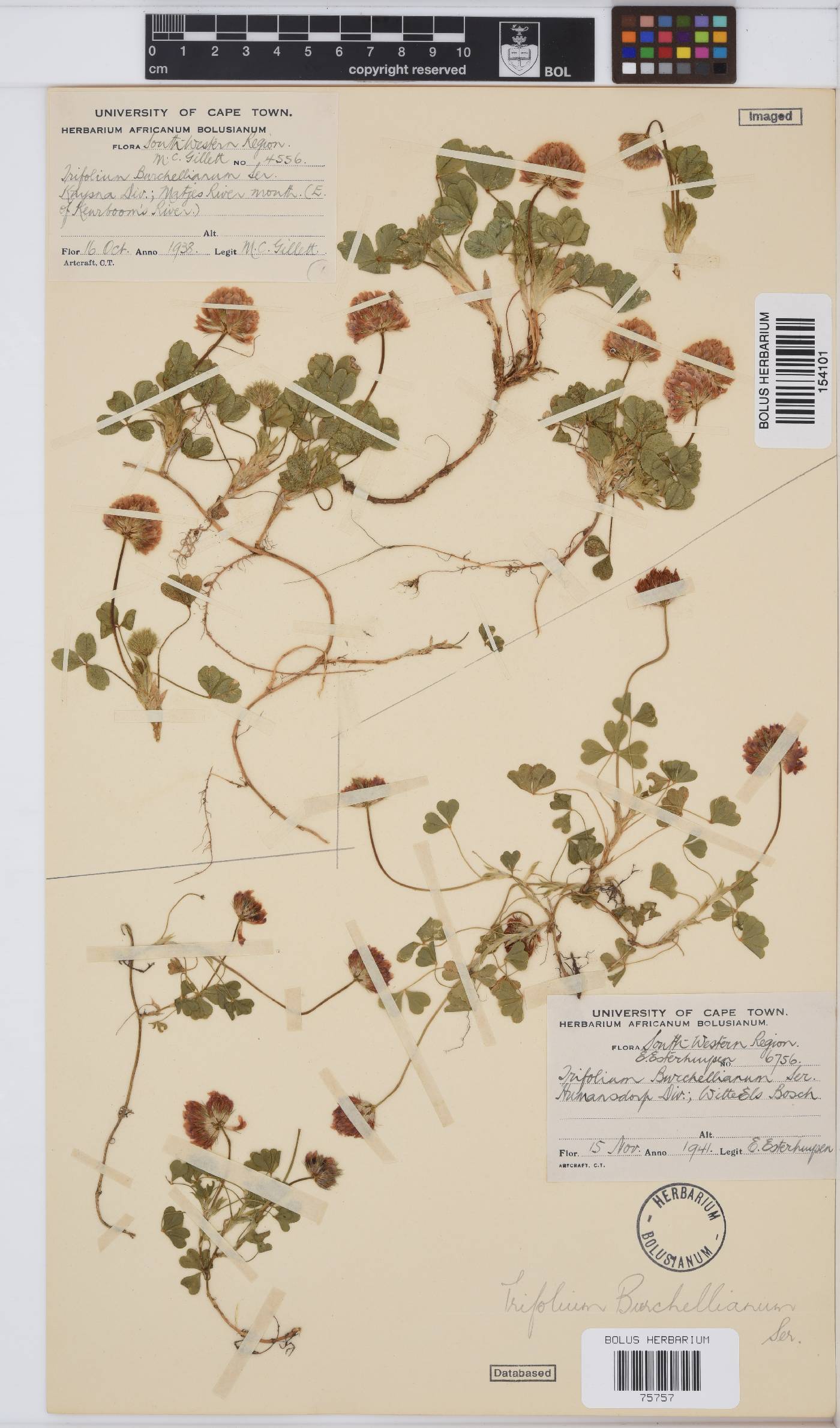 Trifolium burchellianum image
