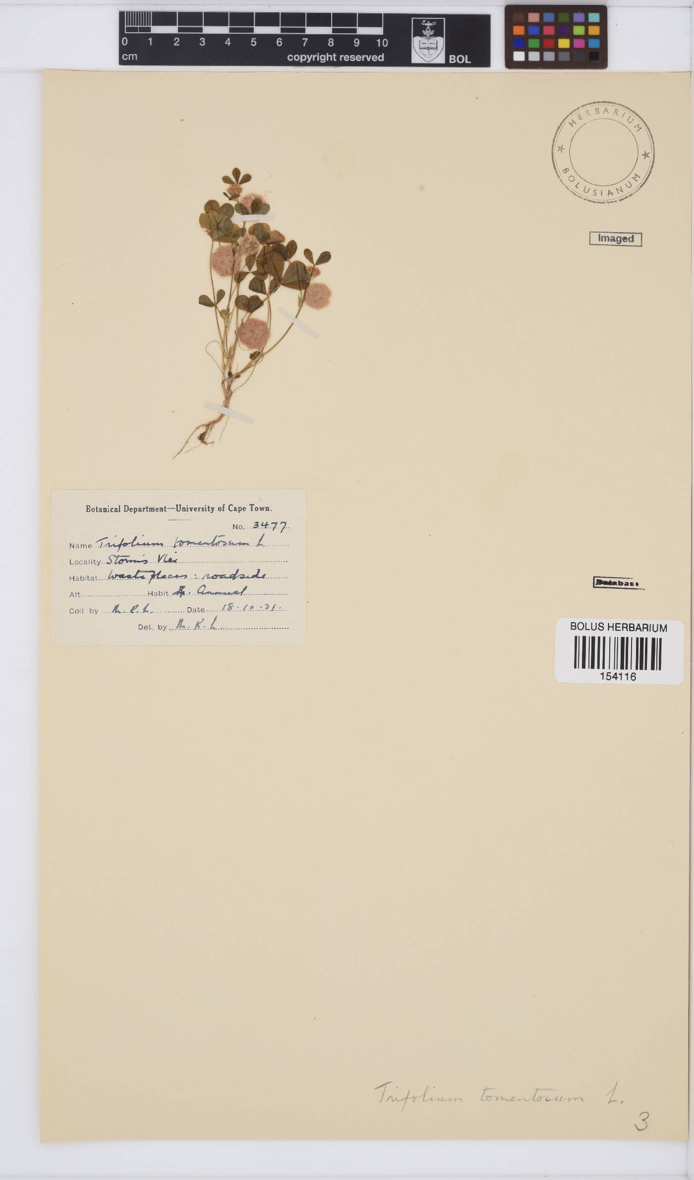 Trifolium tomentosum var. tomentosum image