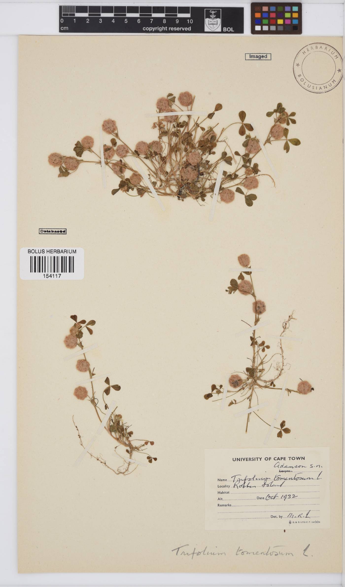 Trifolium tomentosum var. tomentosum image