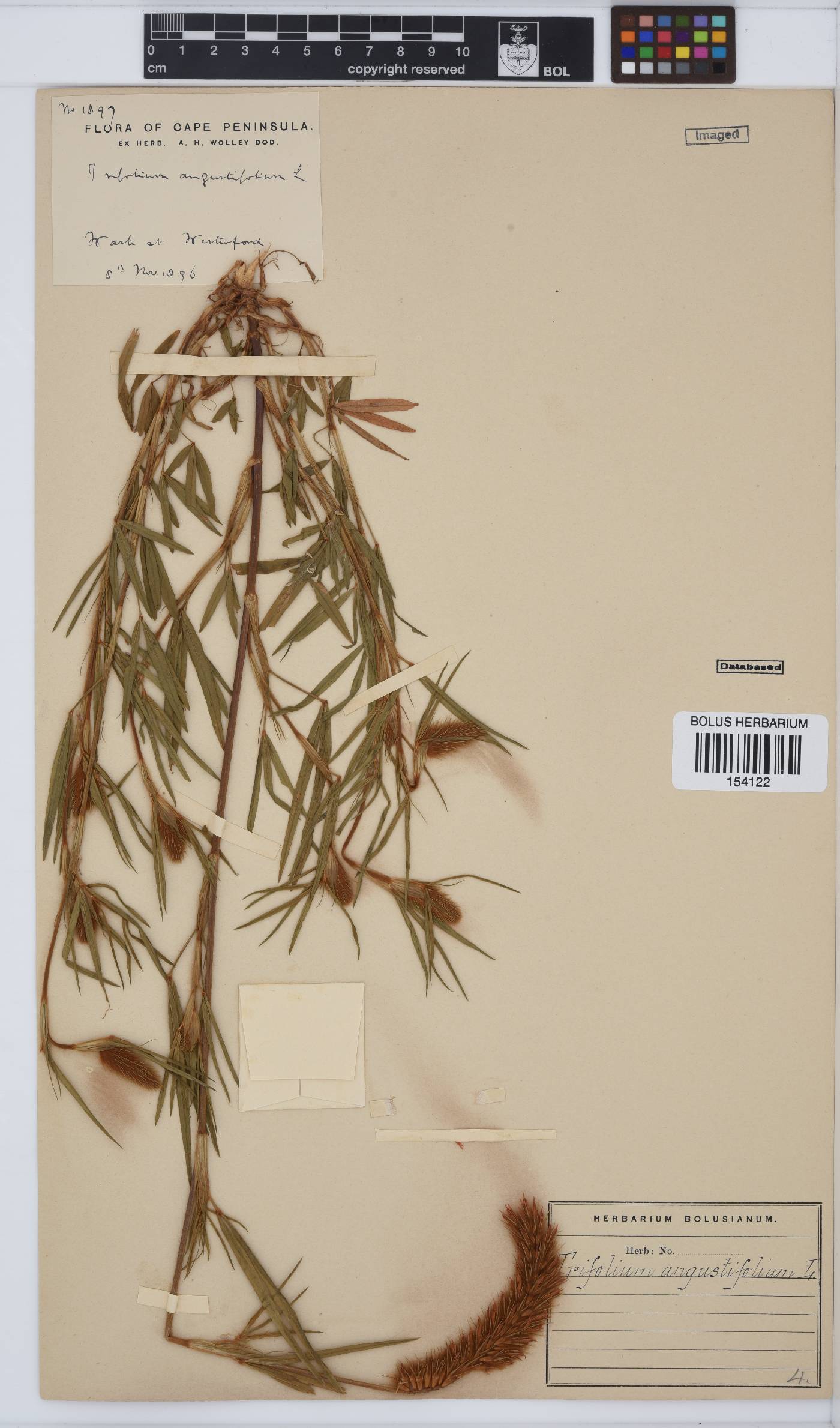 Trifolium angustifolium var. angustifolium image