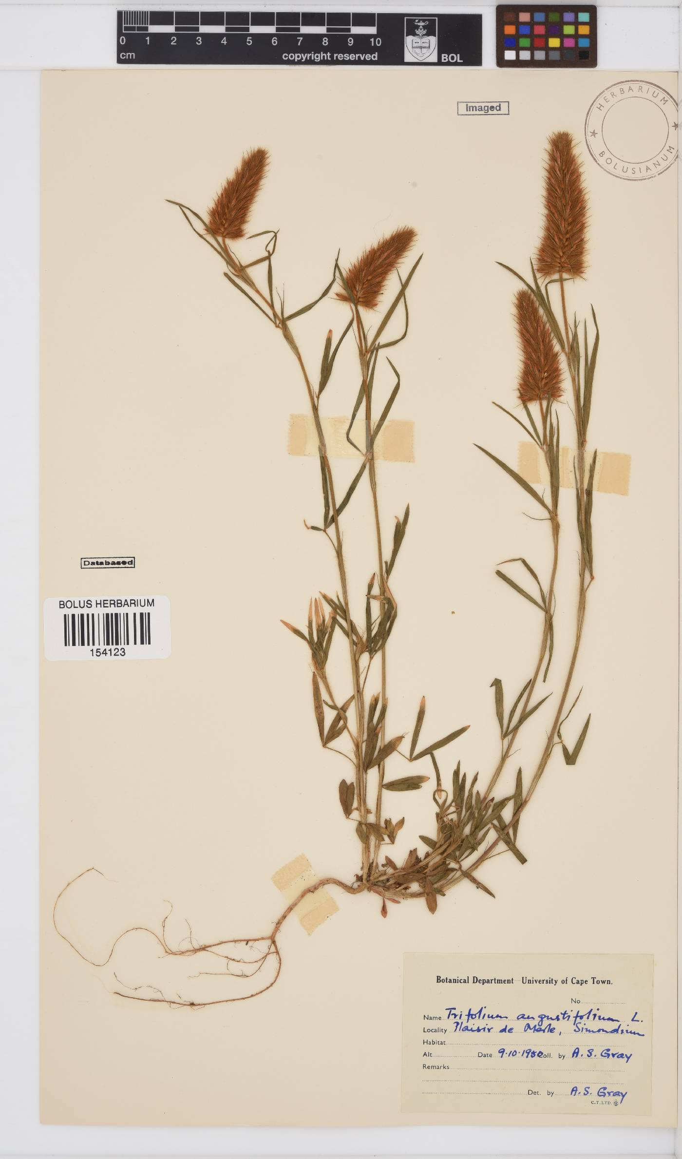 Trifolium angustifolium var. angustifolium image