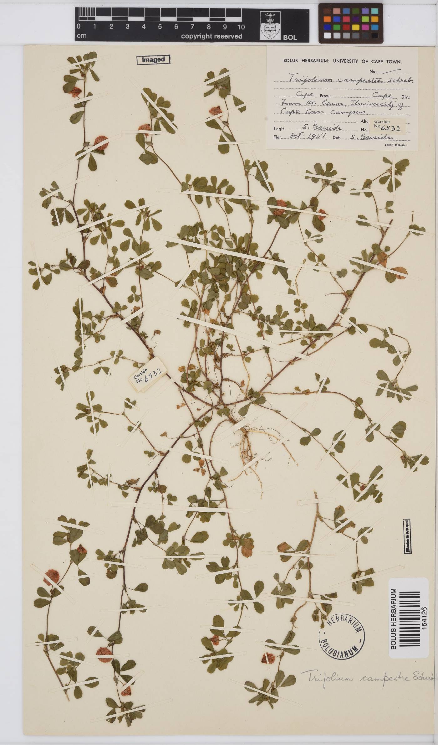 Trifolium campestre image