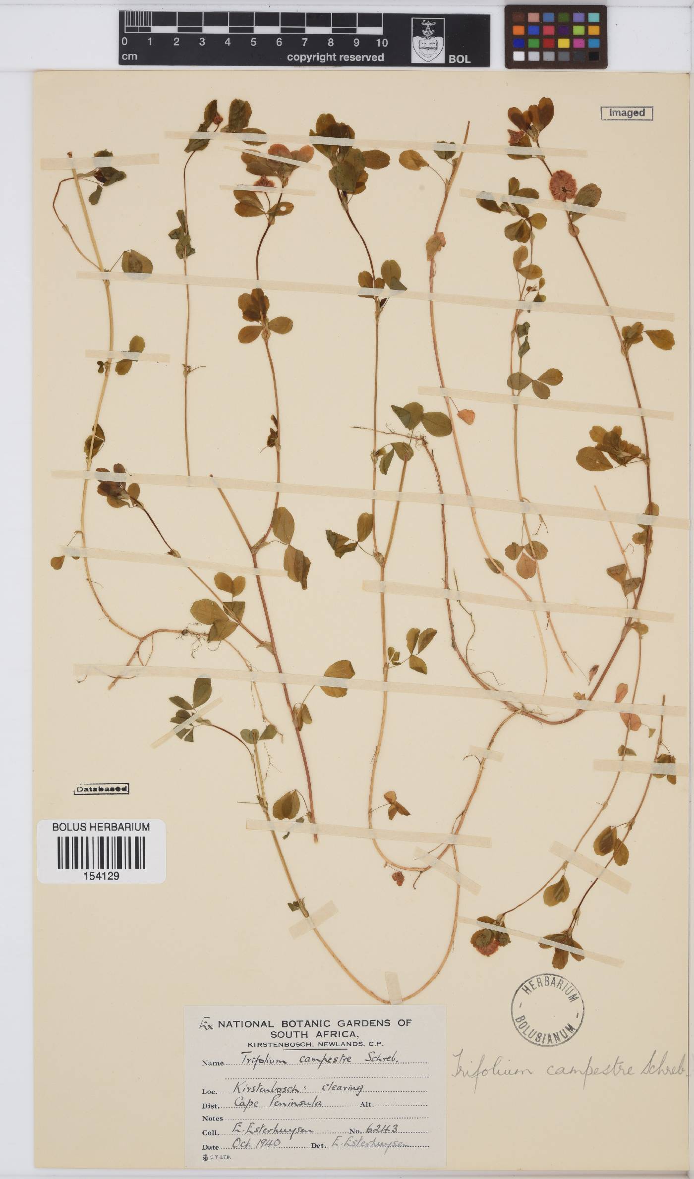 Trifolium campestre image