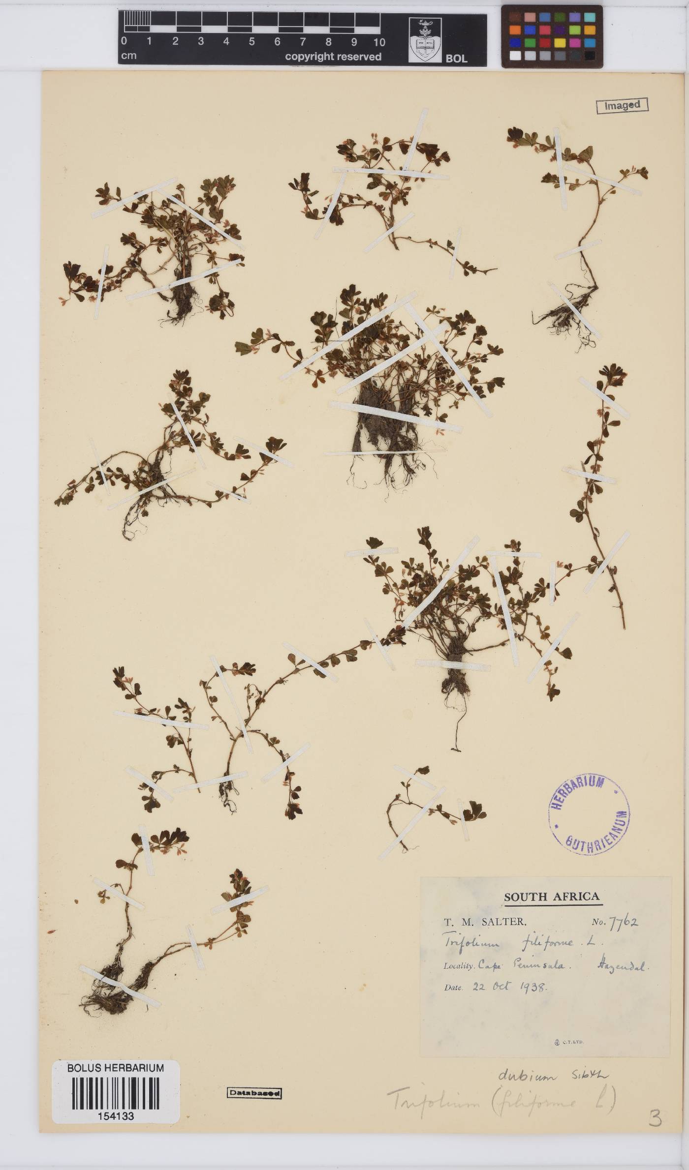 Trifolium dubium image