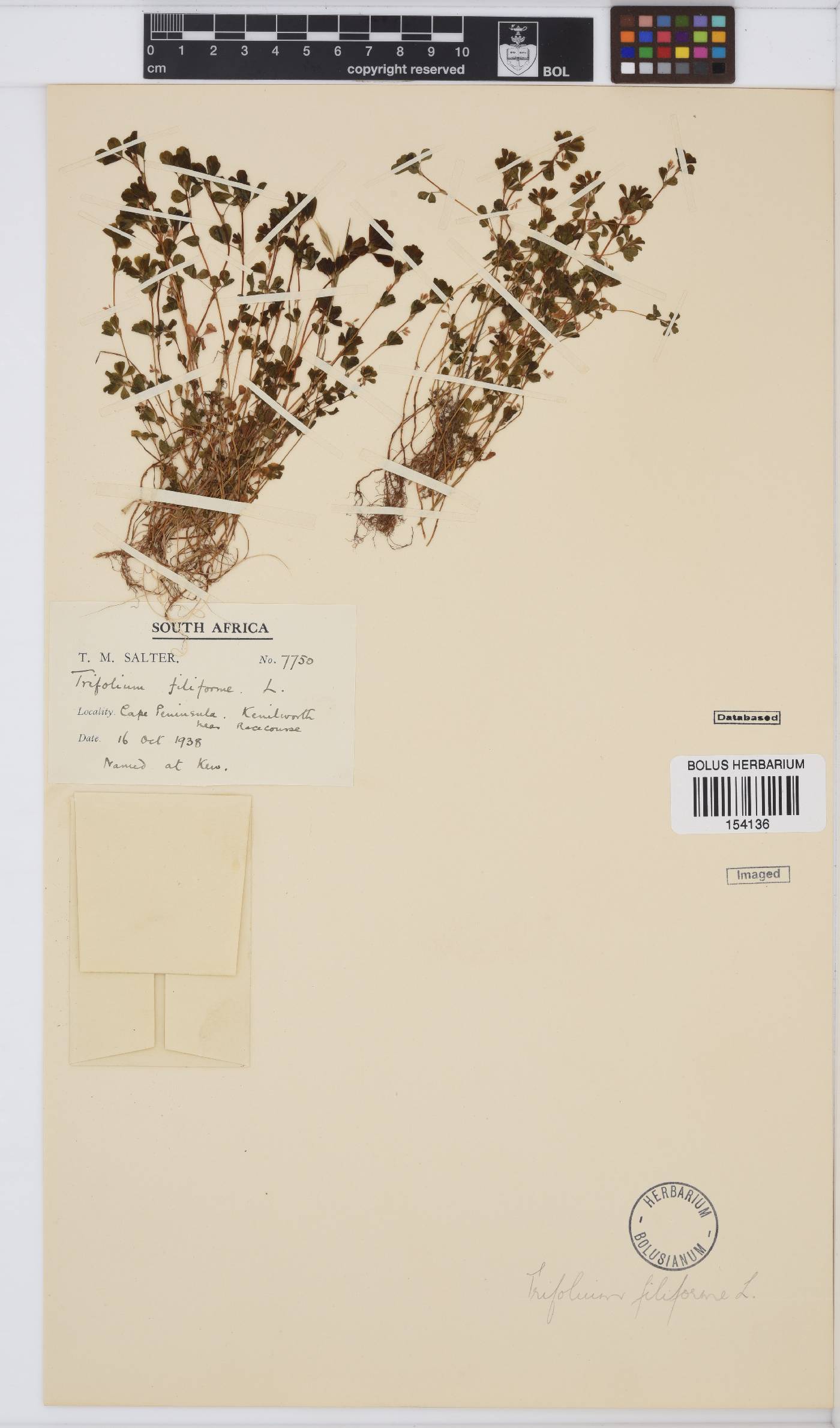 Trifolium dubium image