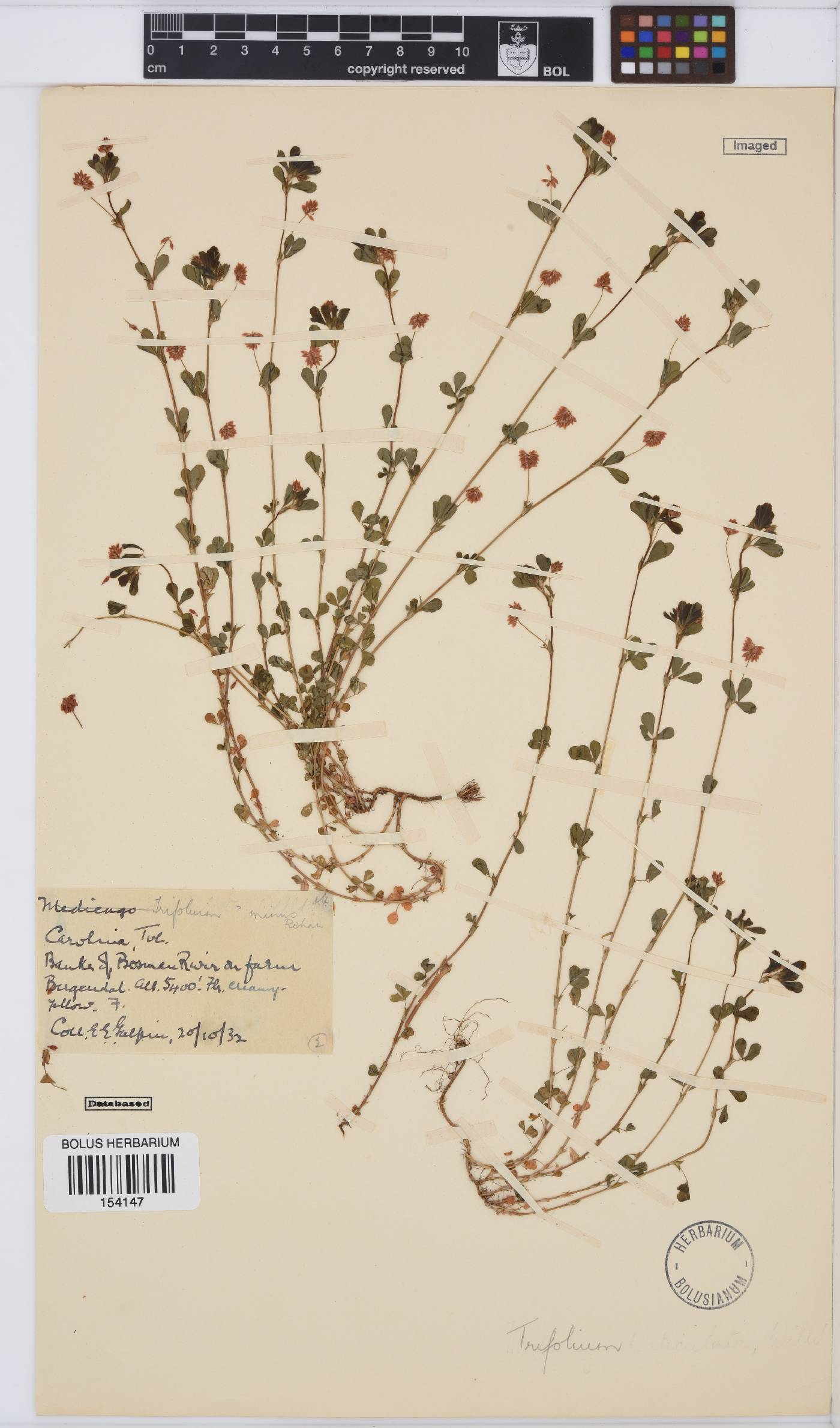 Trifolium dubium image