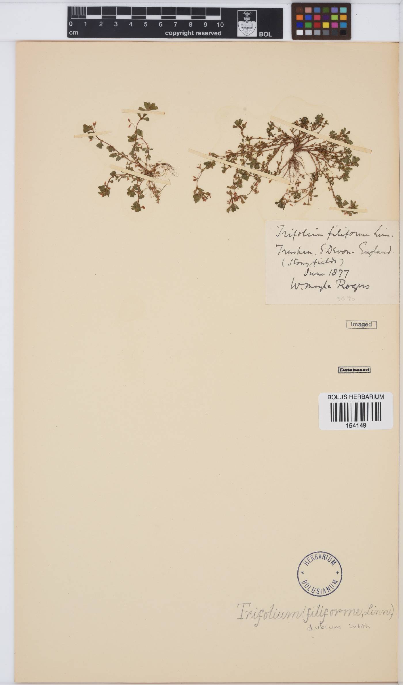 Trifolium dubium image