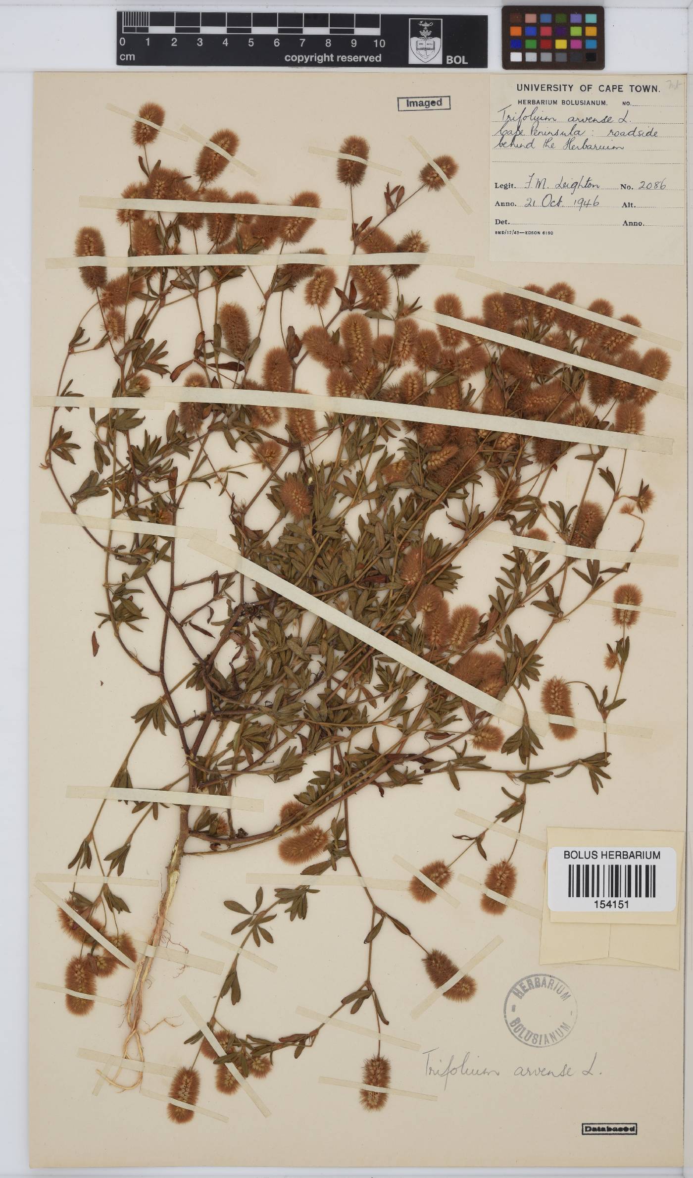 Trifolium arvense image