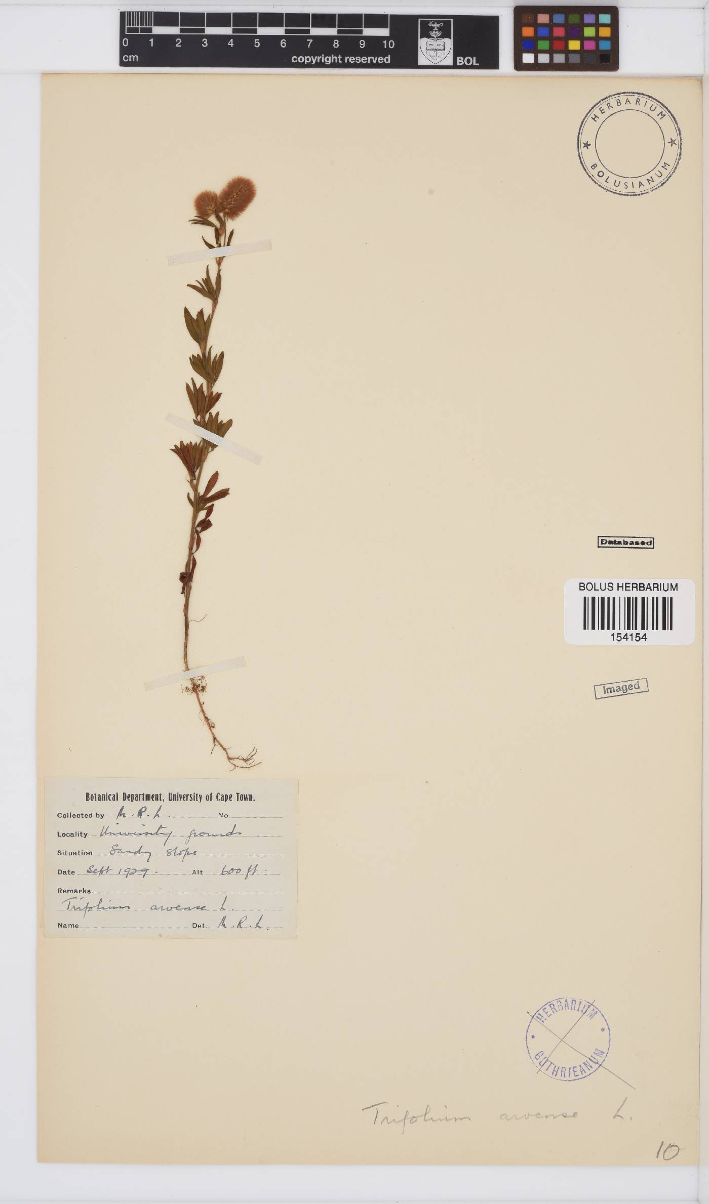 Trifolium arvense image
