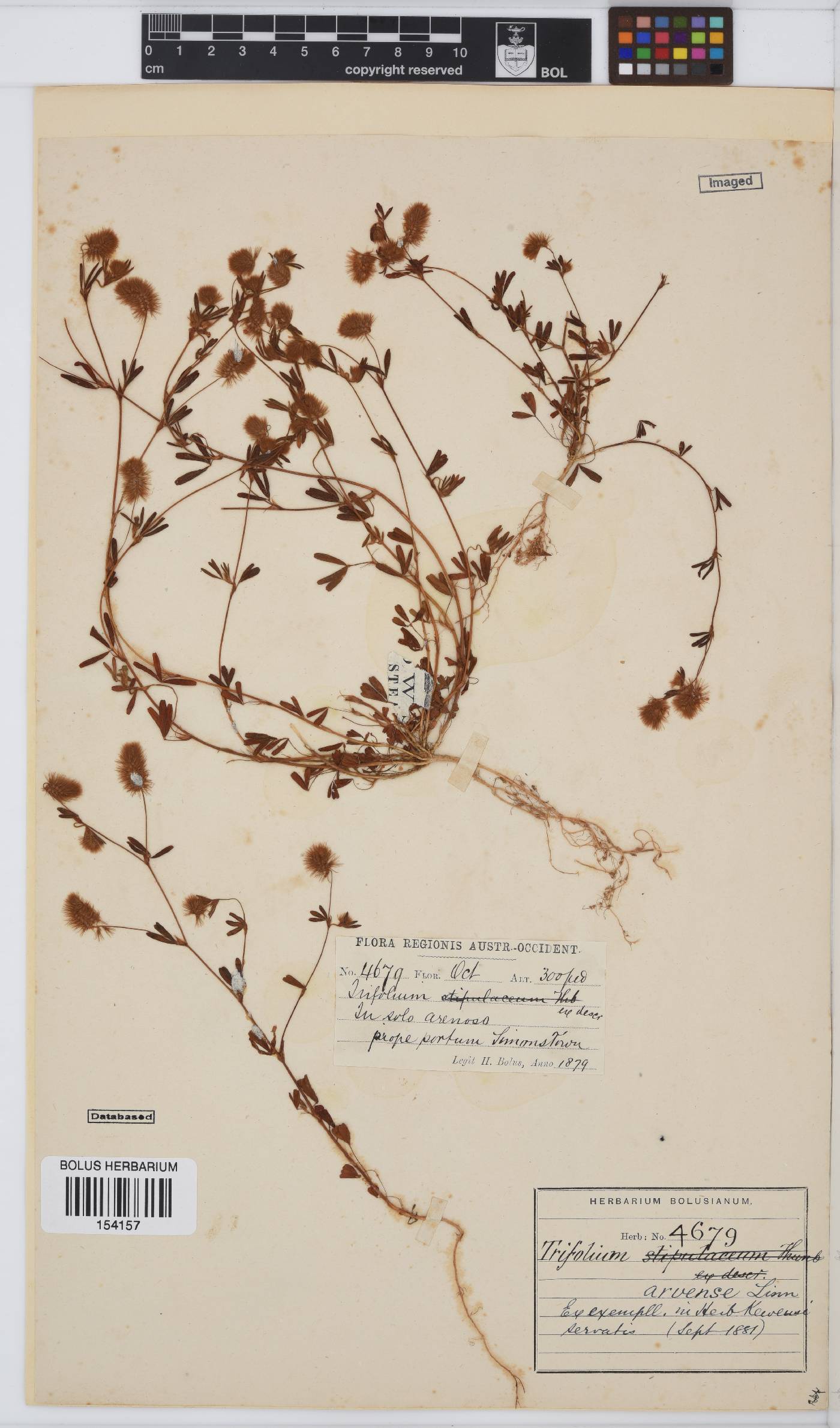Trifolium arvense image