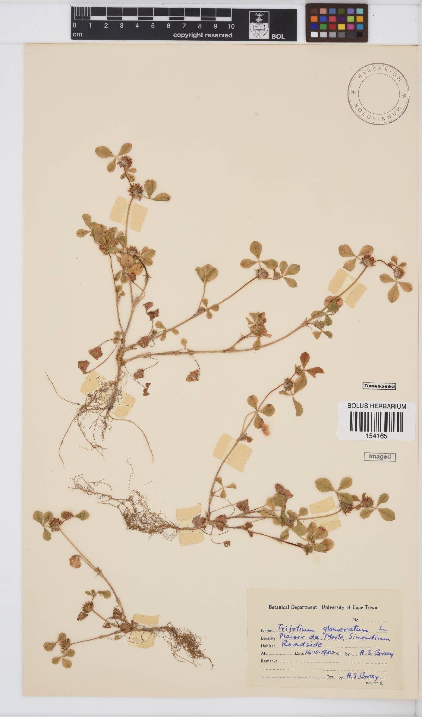 Trifolium image