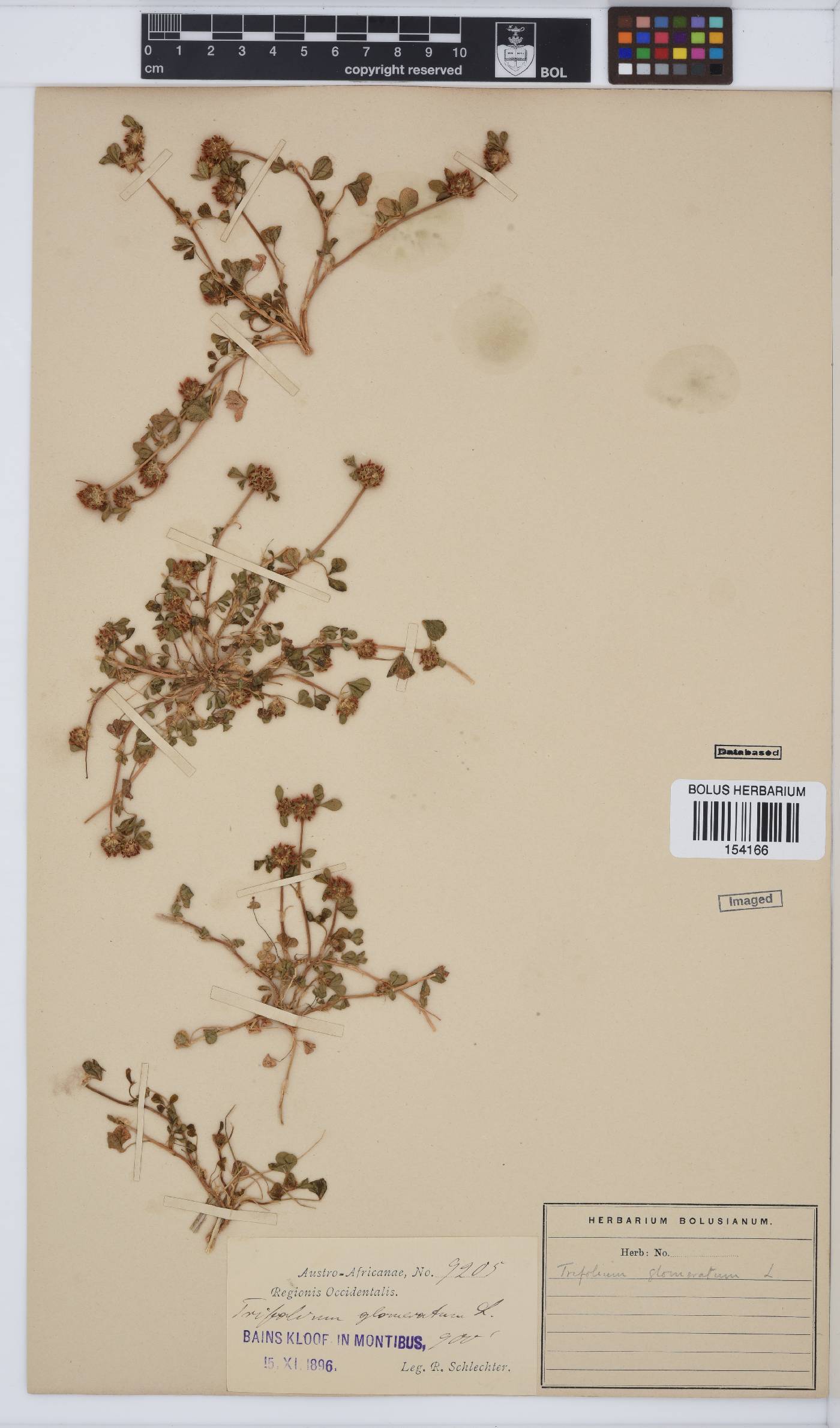 Trifolium glomeratum image