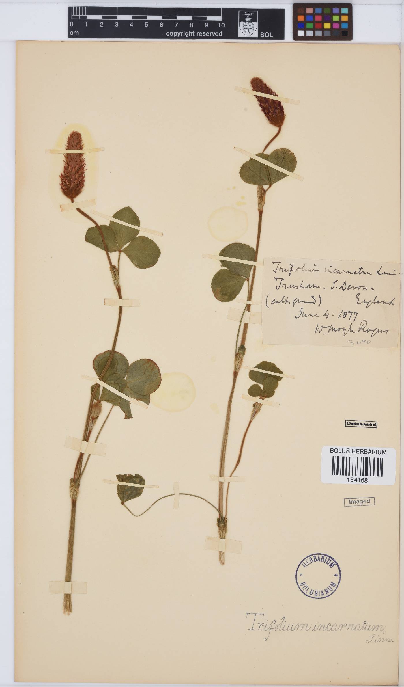 Trifolium incarnatum image