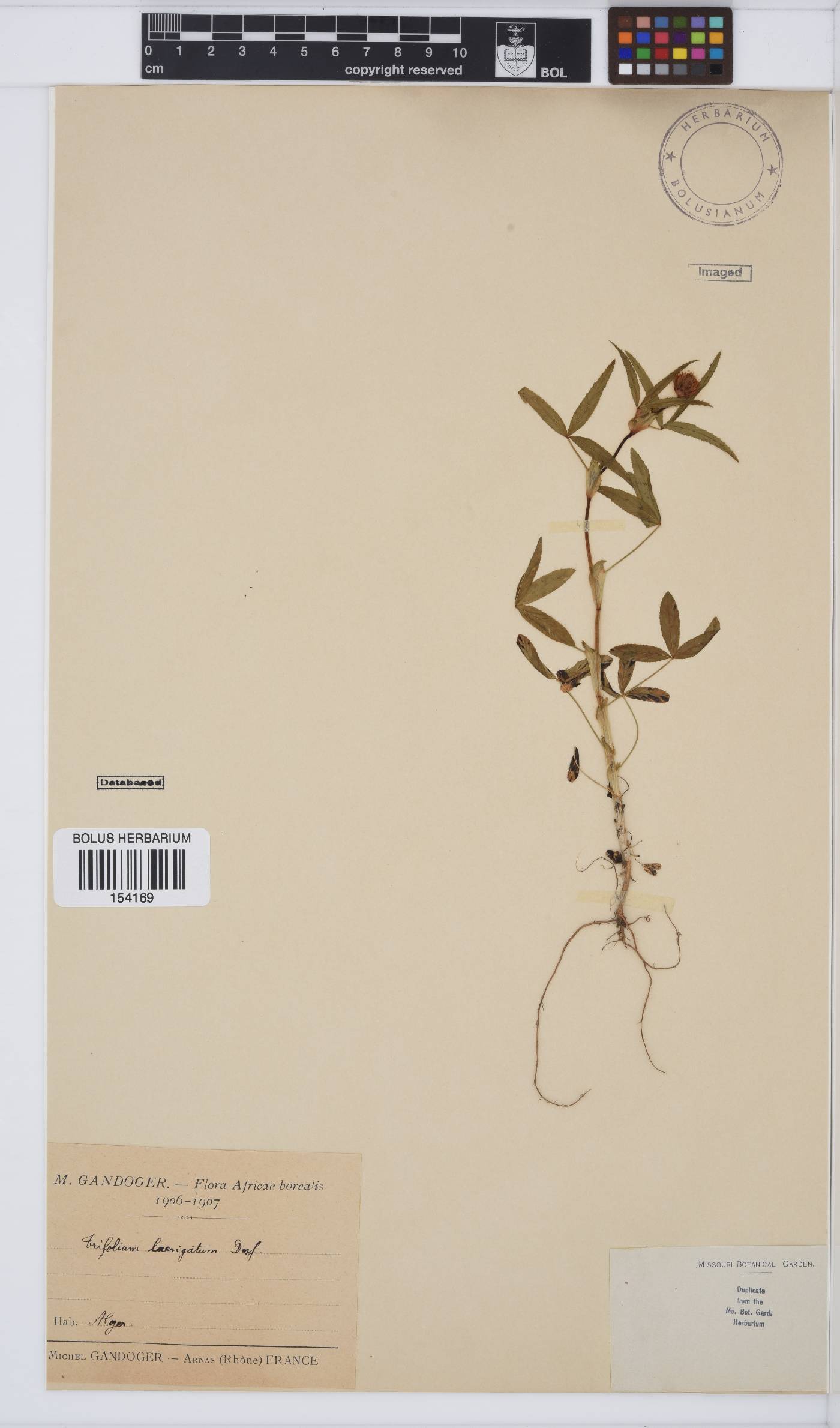 Trifolium strictum image