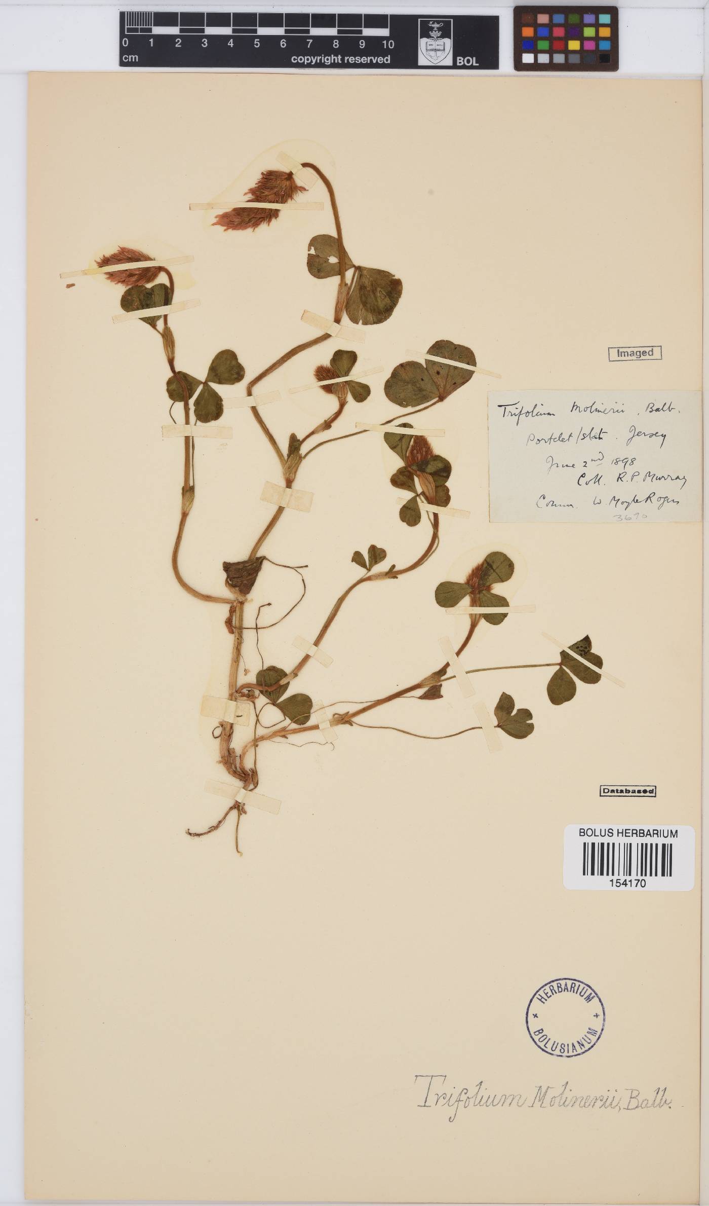 Trifolium incarnatum image