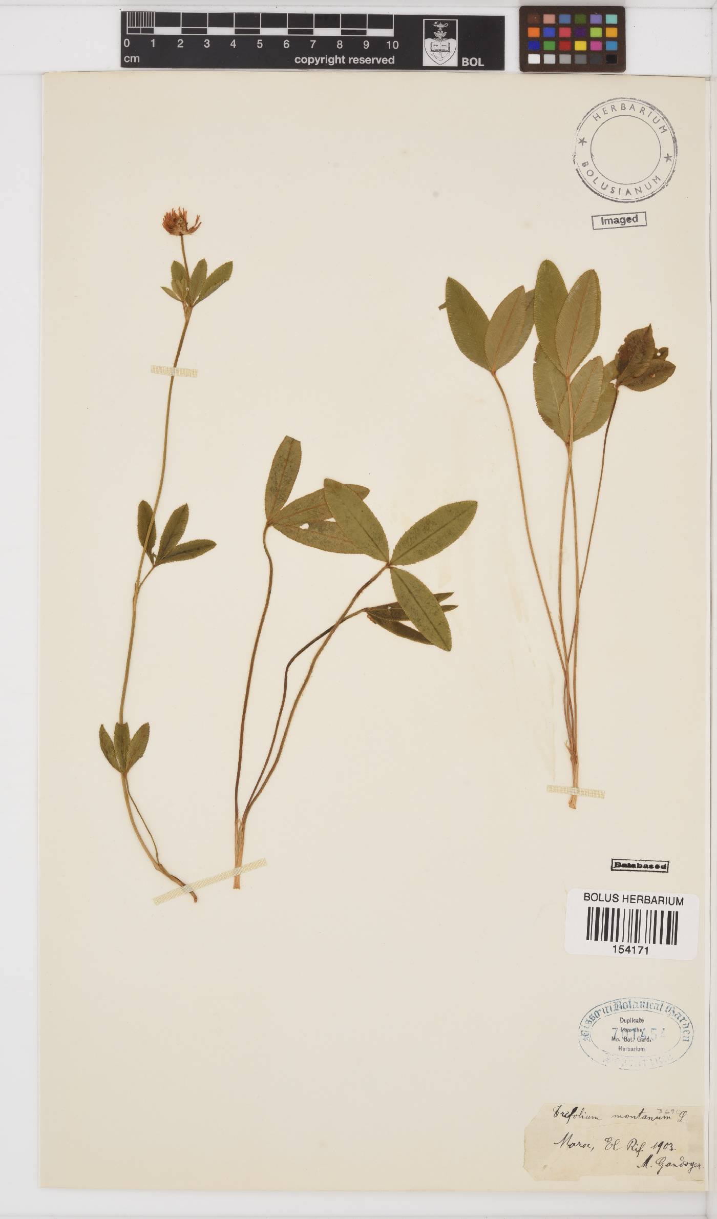 Trifolium montanum image