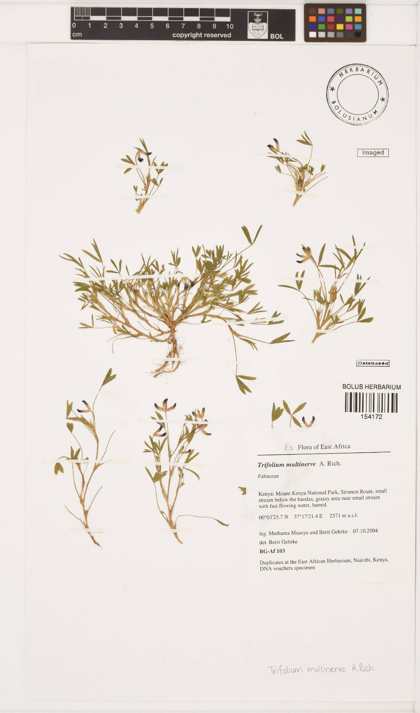 Trifolium multinerve image