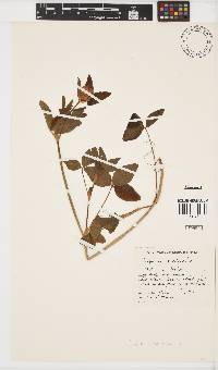 Trifolium pratense image