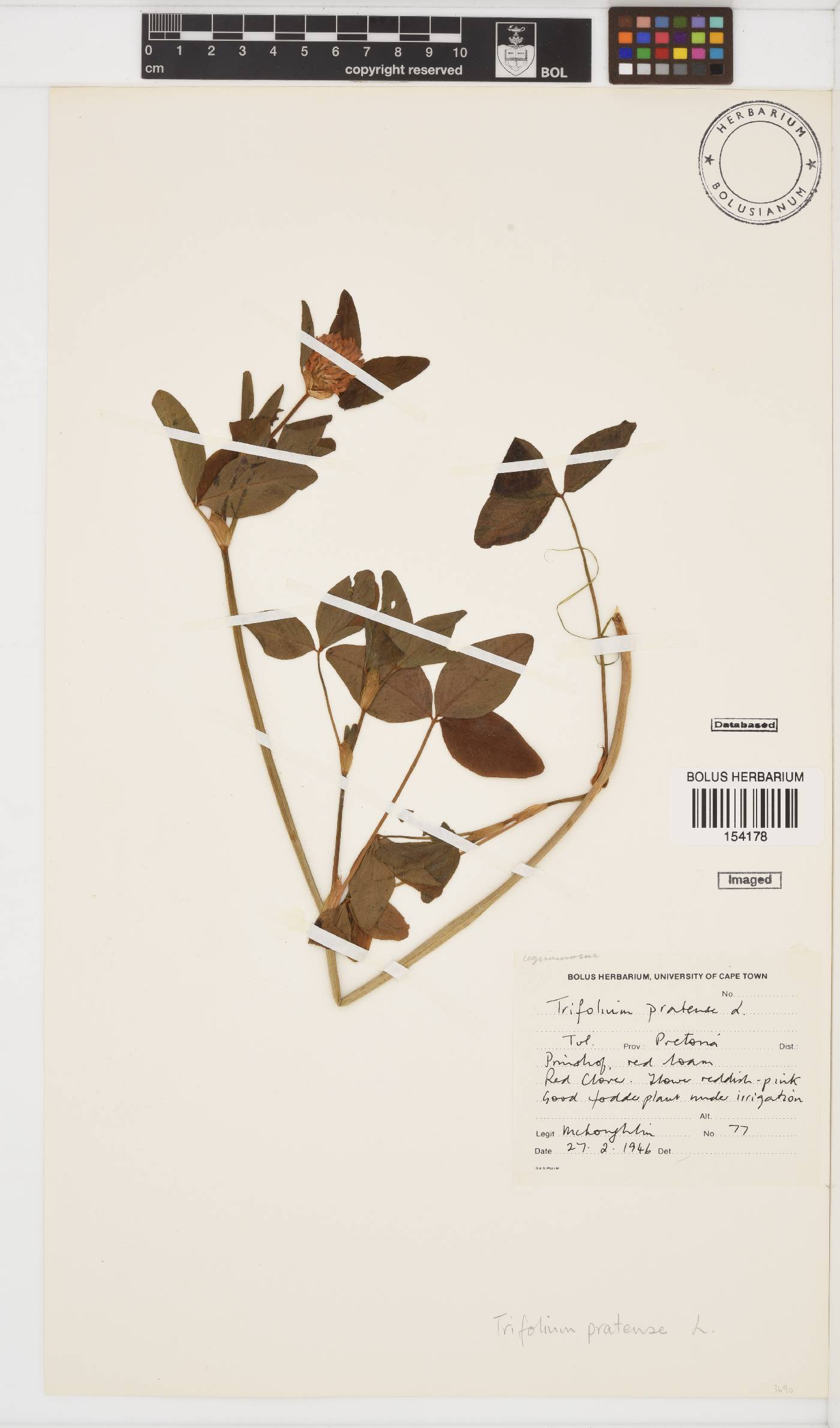 Trifolium pratense image