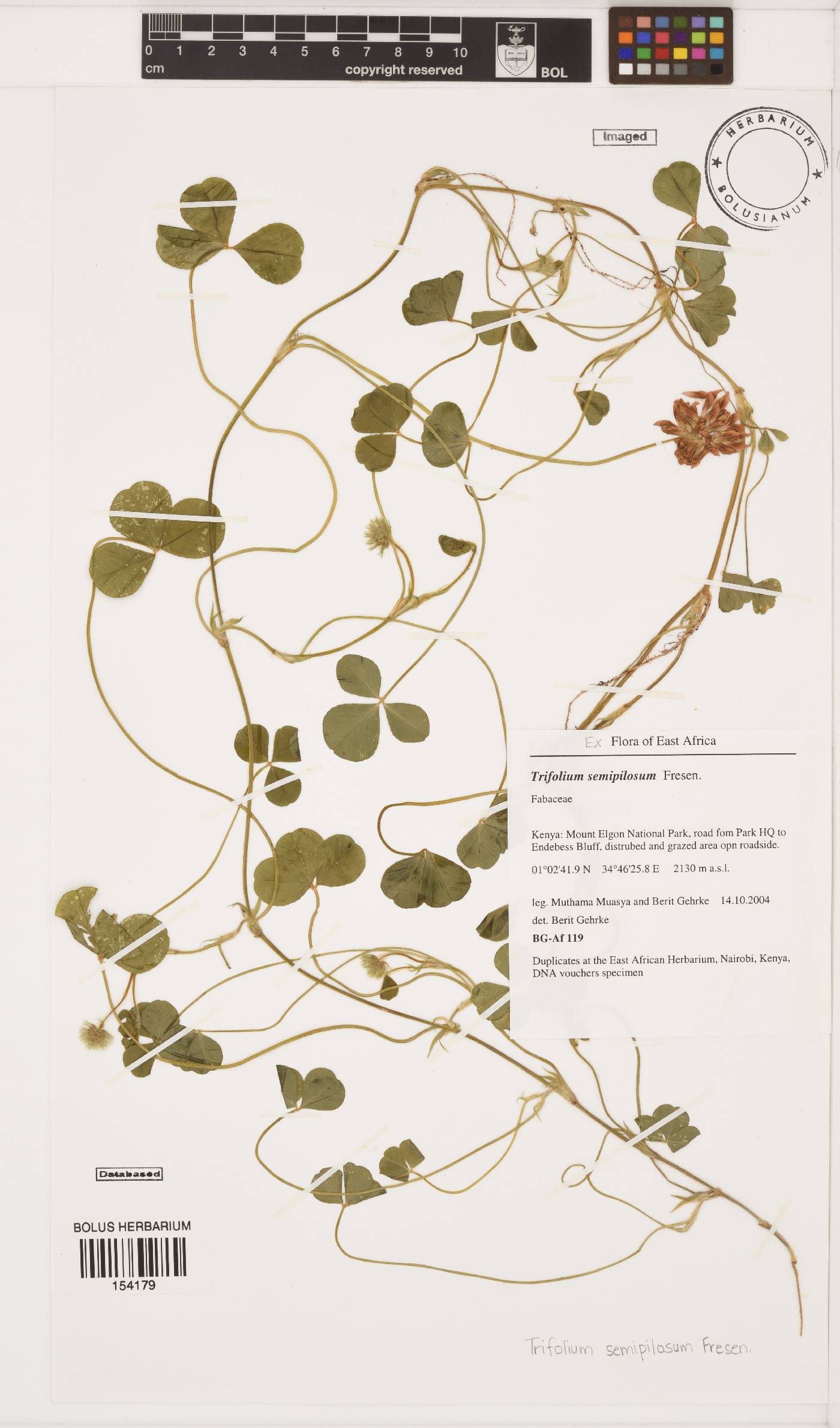Trifolium semipilosum image