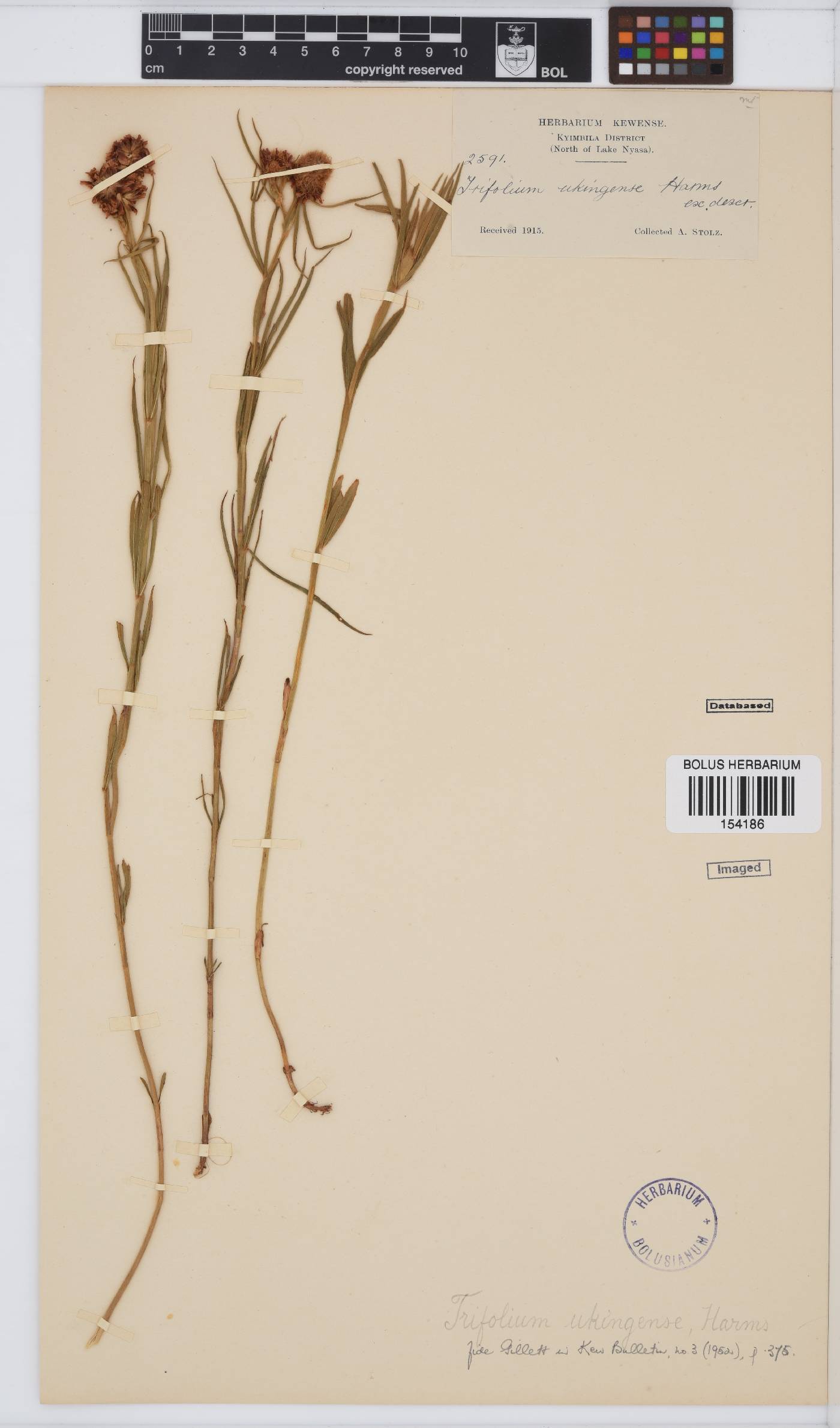 Trifolium ukingense image