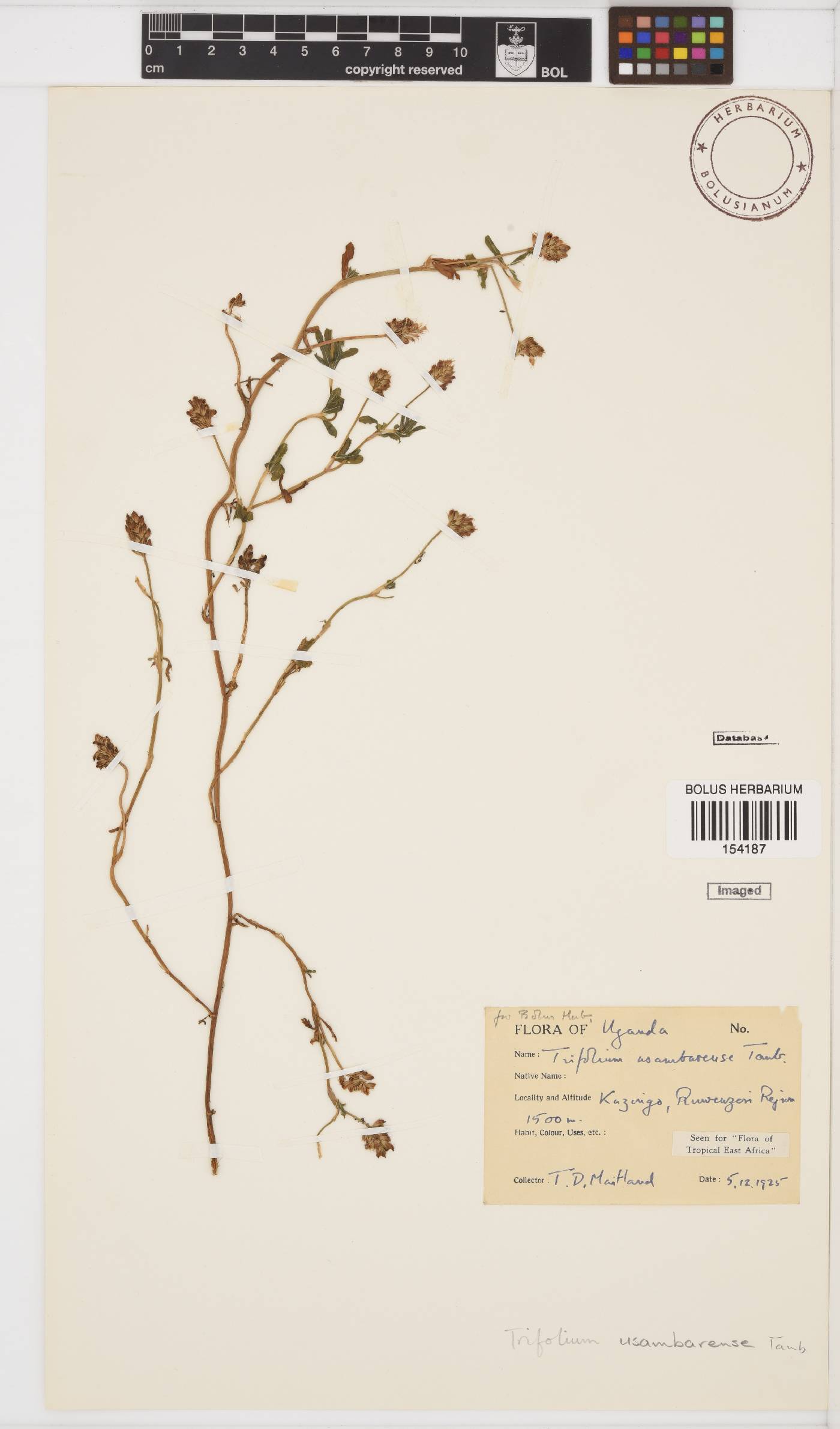 Trifolium usambarense image