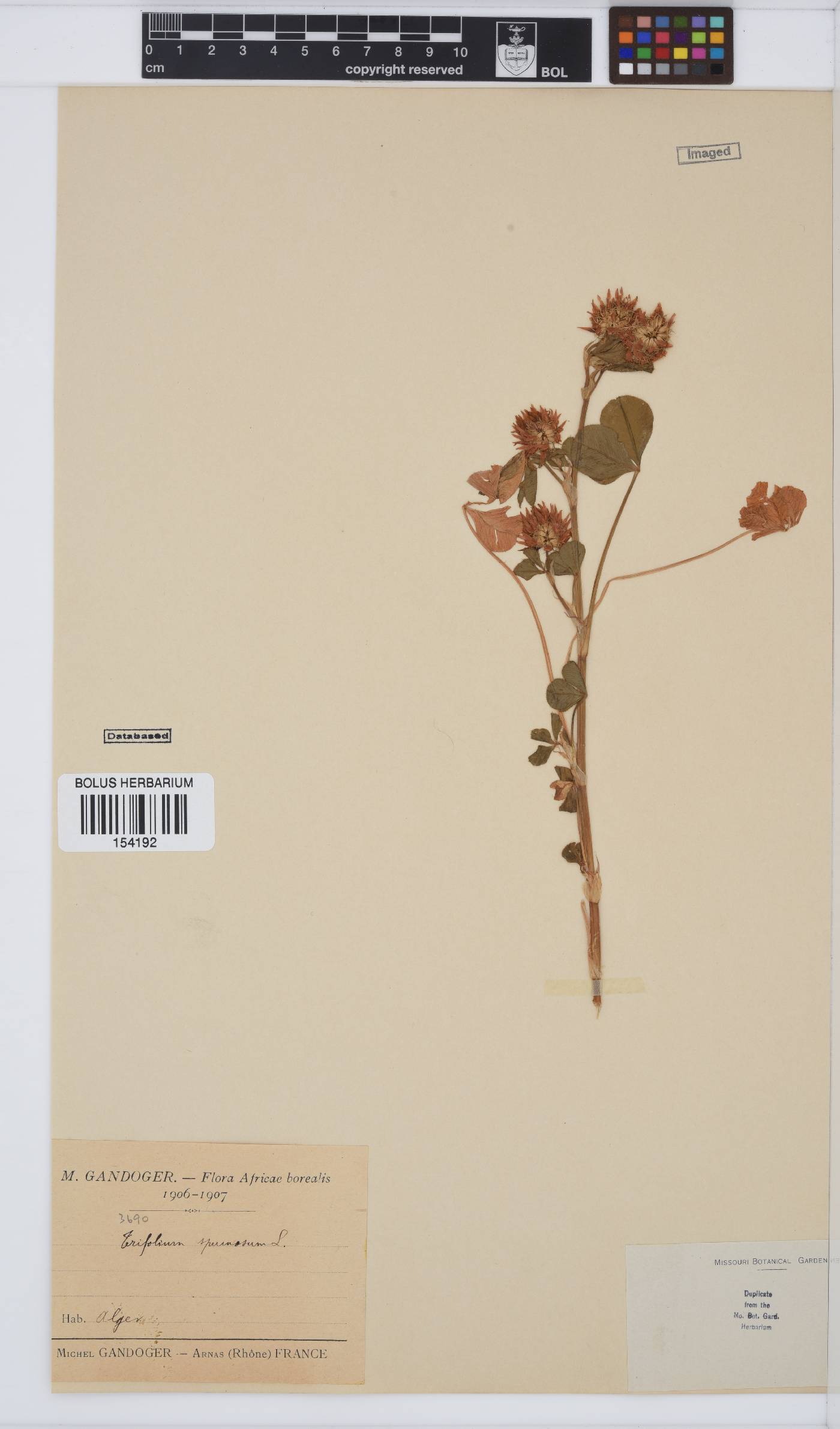 Trifolium spumosum image