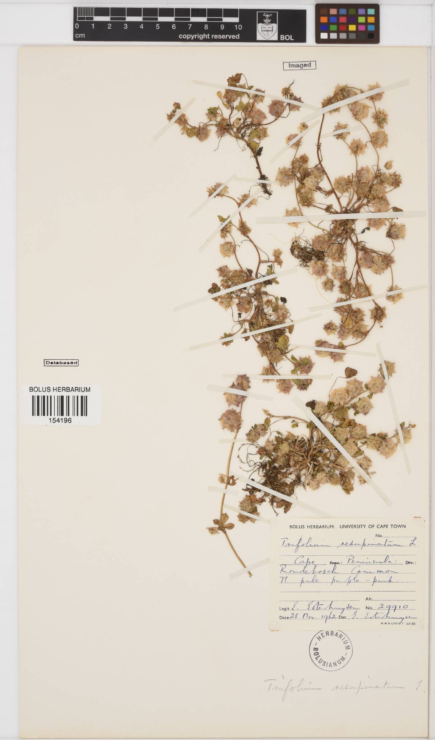 Trifolium resupinatum image