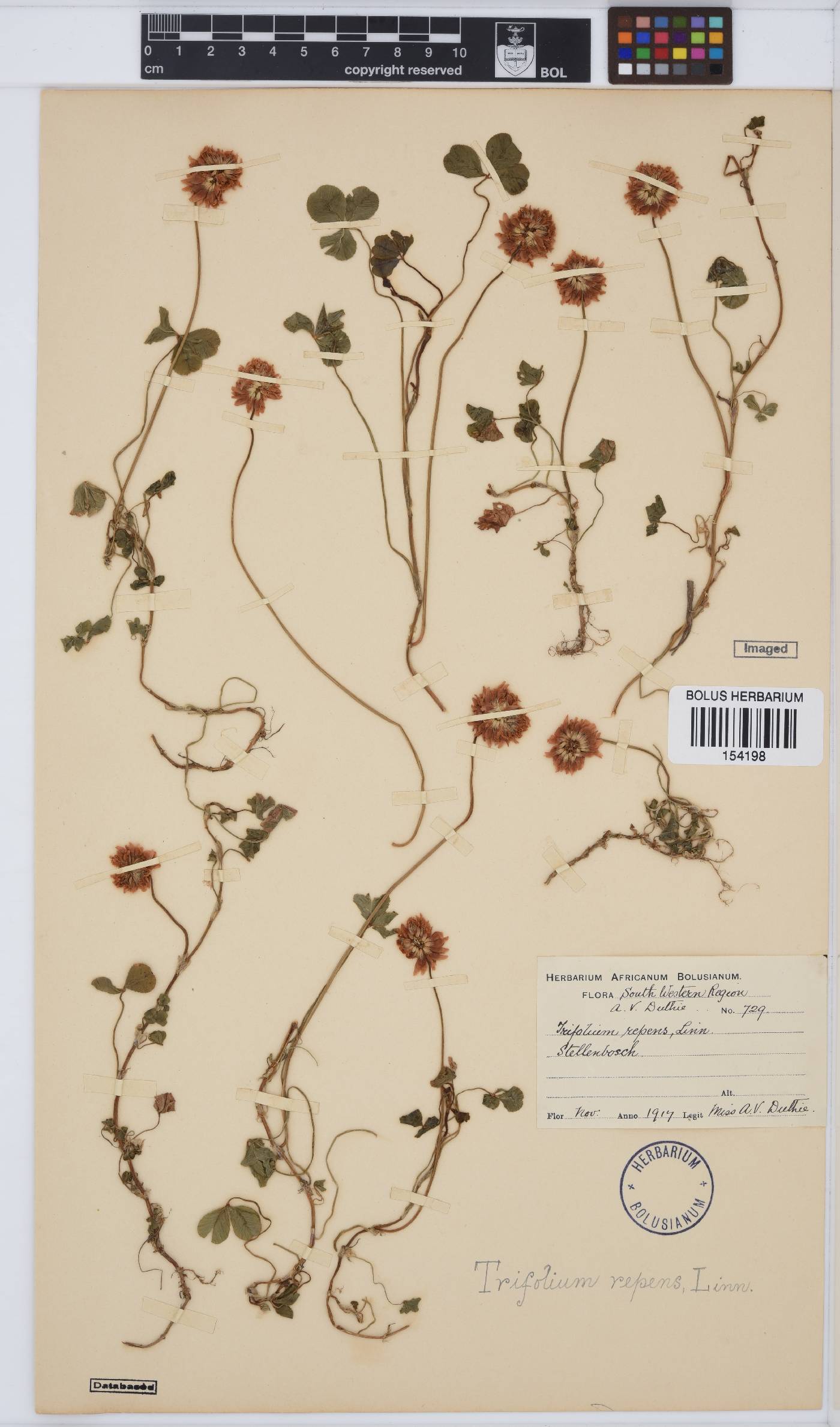 Trifolium repens image