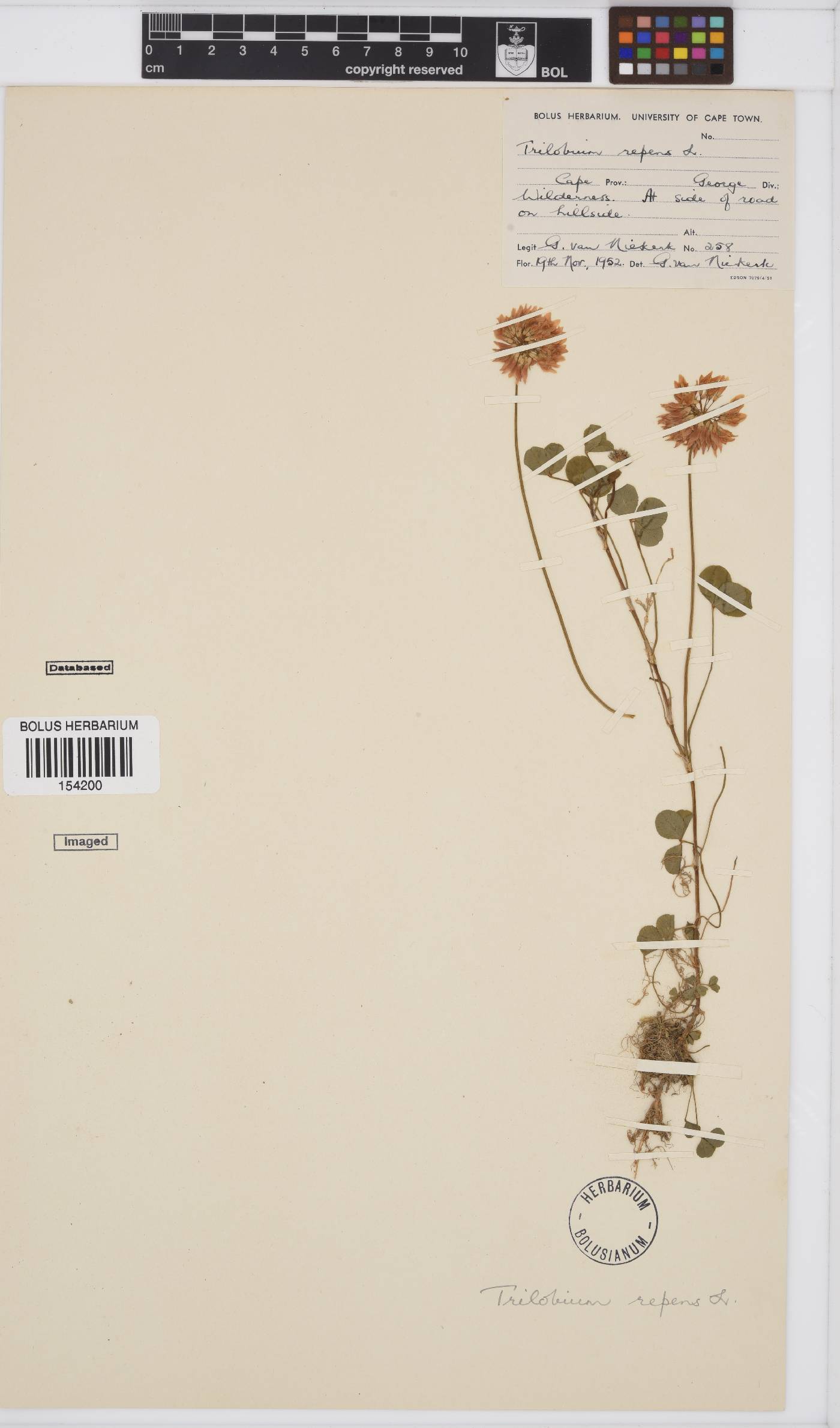 Trifolium repens image