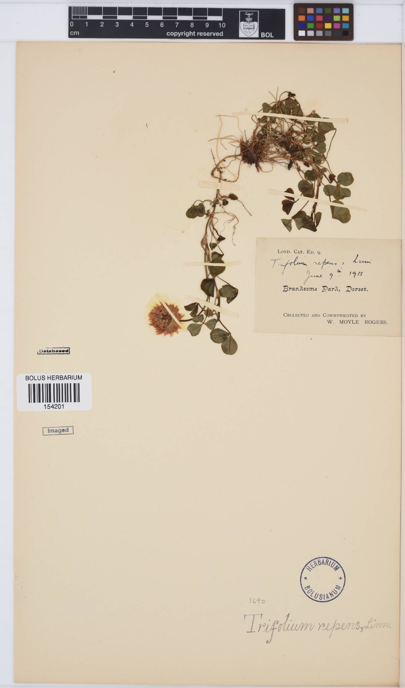 Trifolium repens image