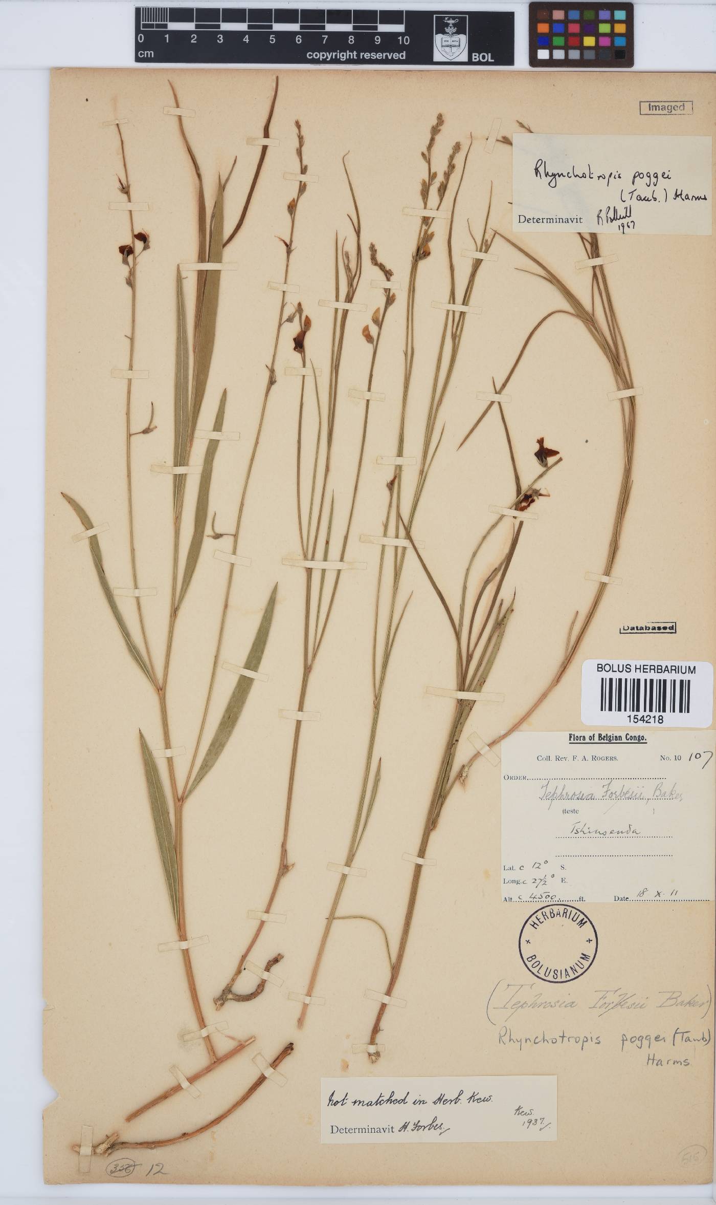 Rhynchotropis poggei image