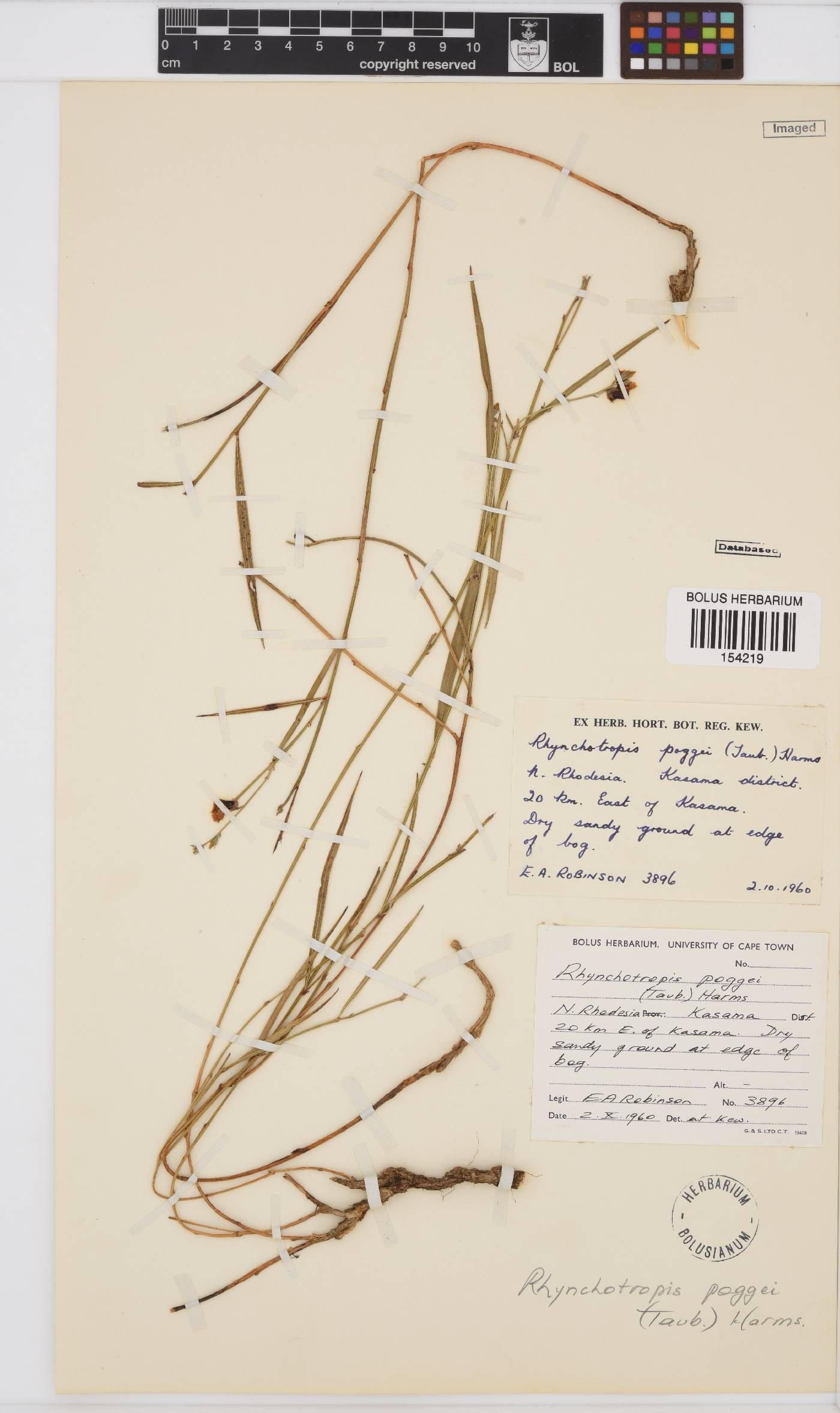 Rhynchotropis poggei image