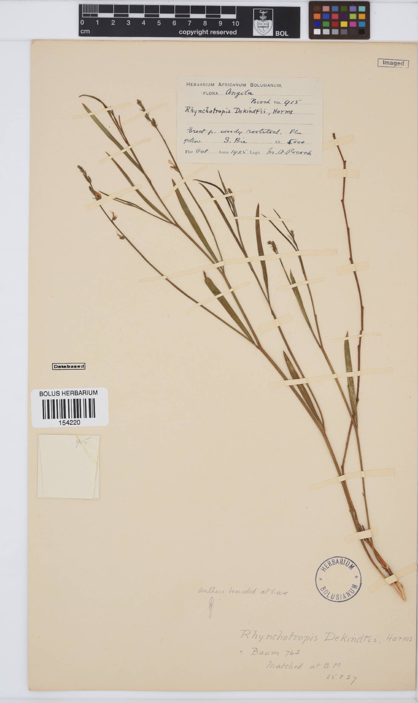 Rhynchotropis poggei image