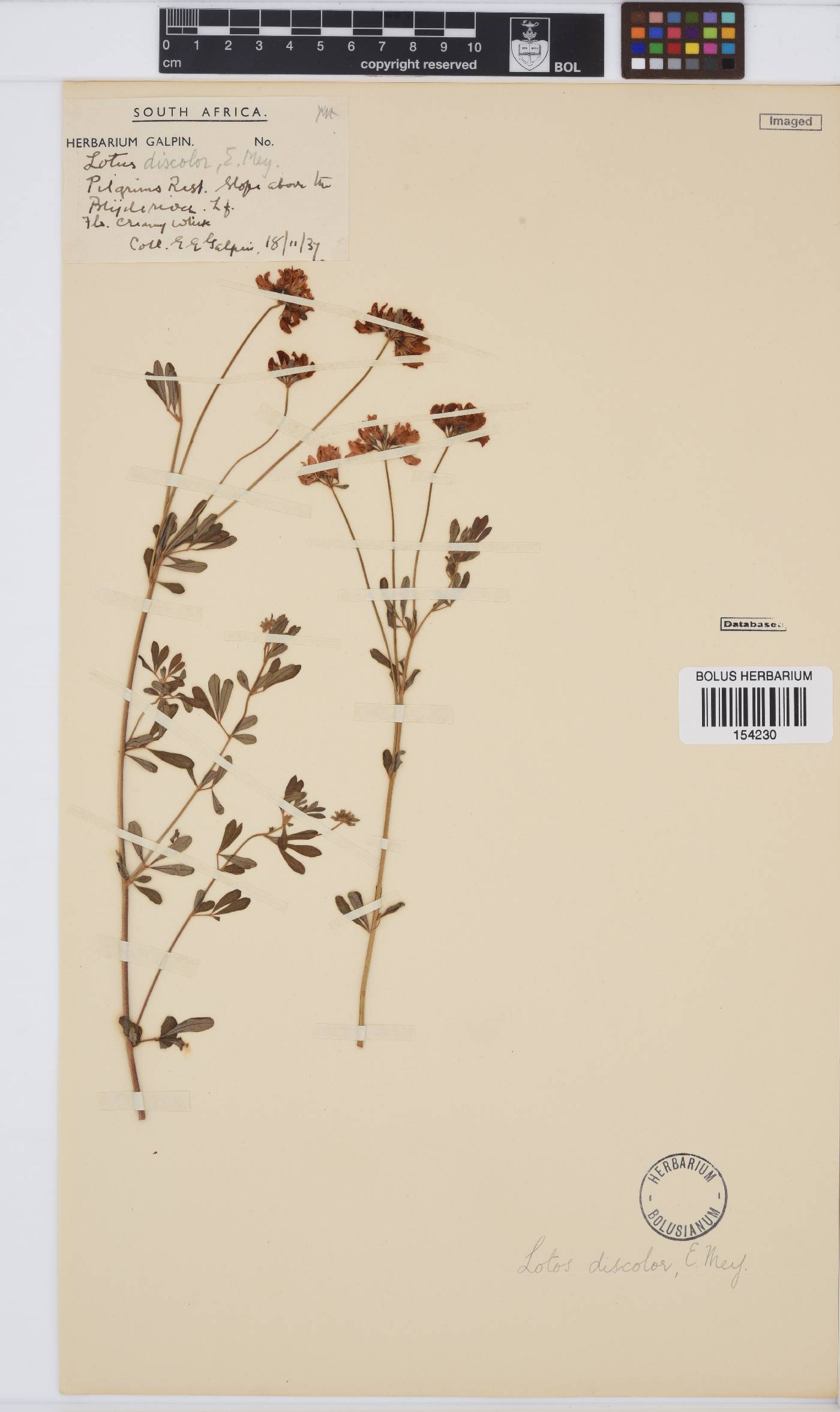 Lotus discolor image