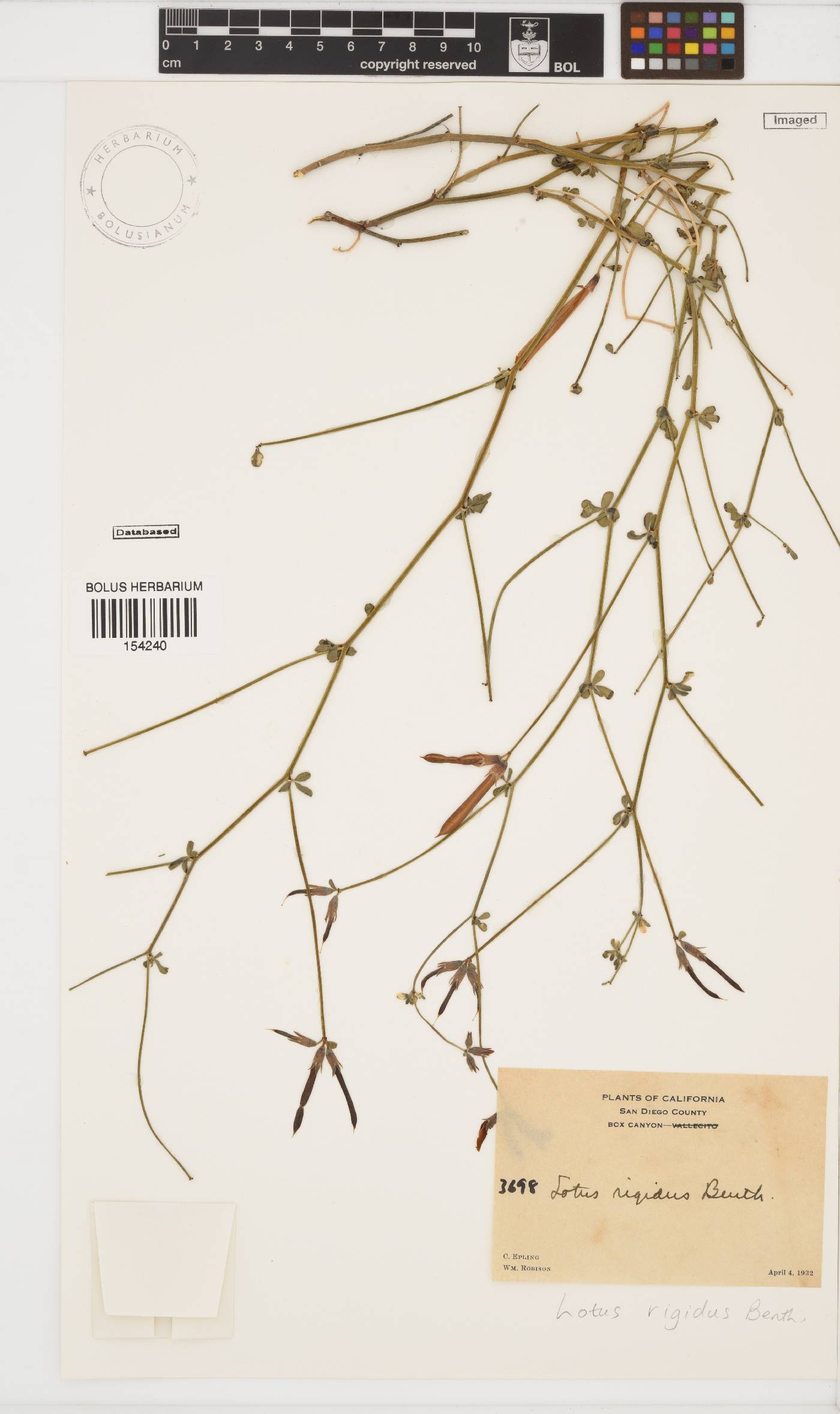 Acmispon rigidus image