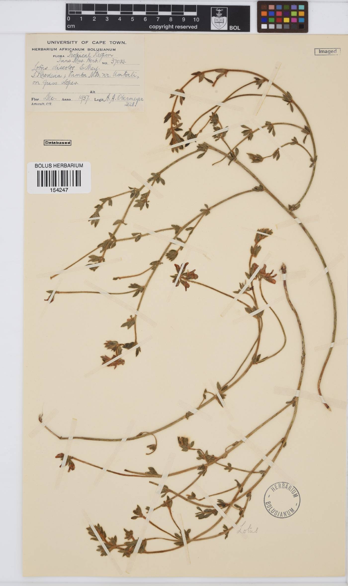 Lotus discolor image