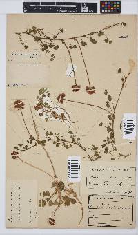 Trifolium burchellianum subsp. burchellianum image