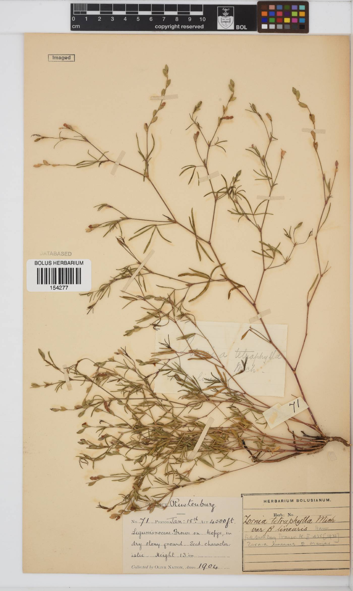 Zornia linearis image