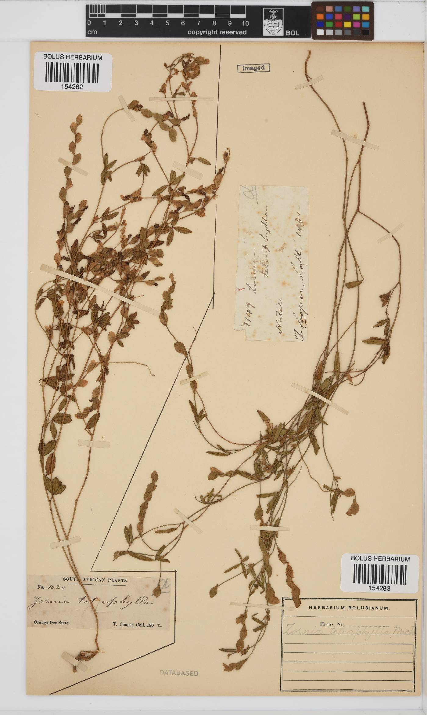 Zornia bracteata image