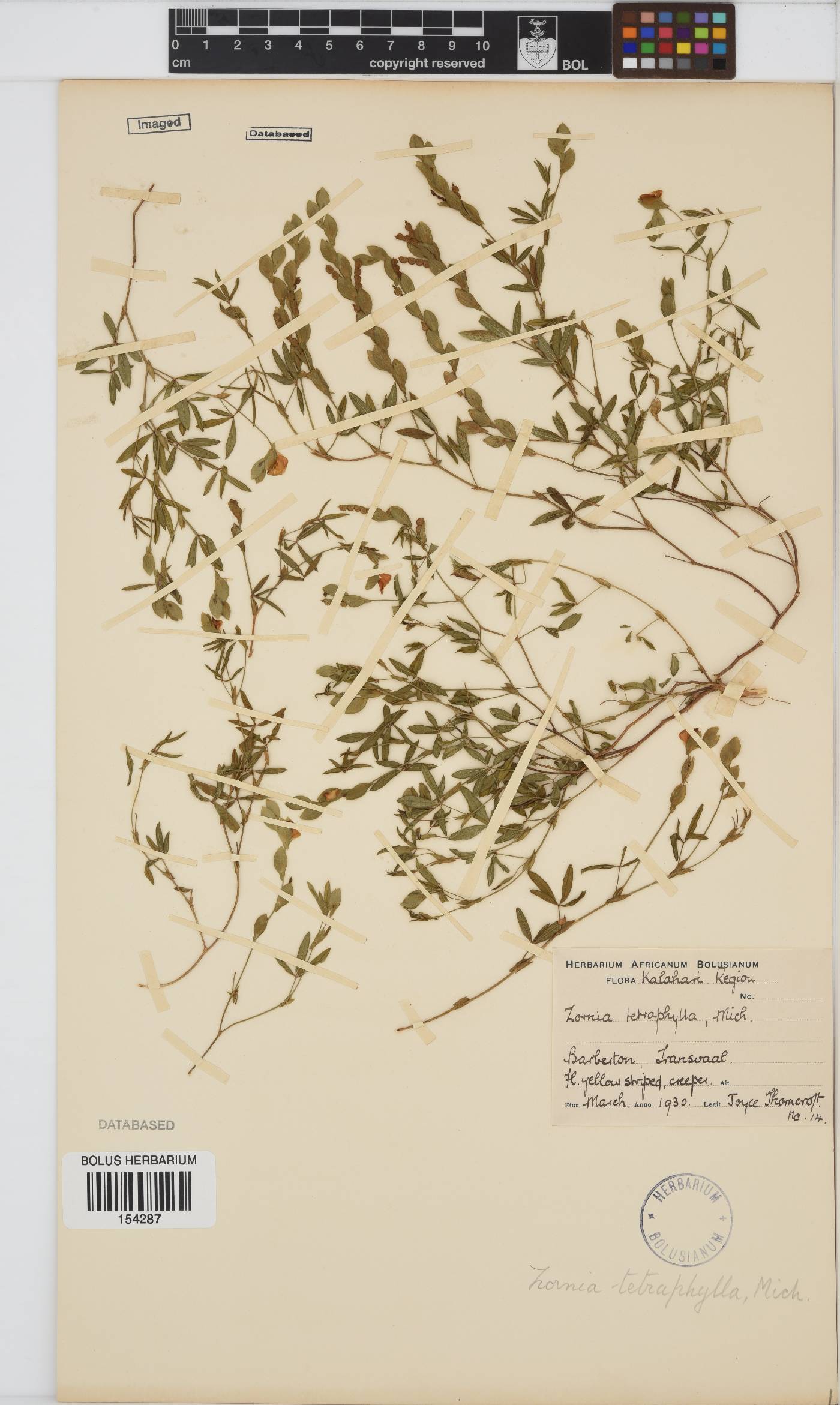 Zornia bracteata image
