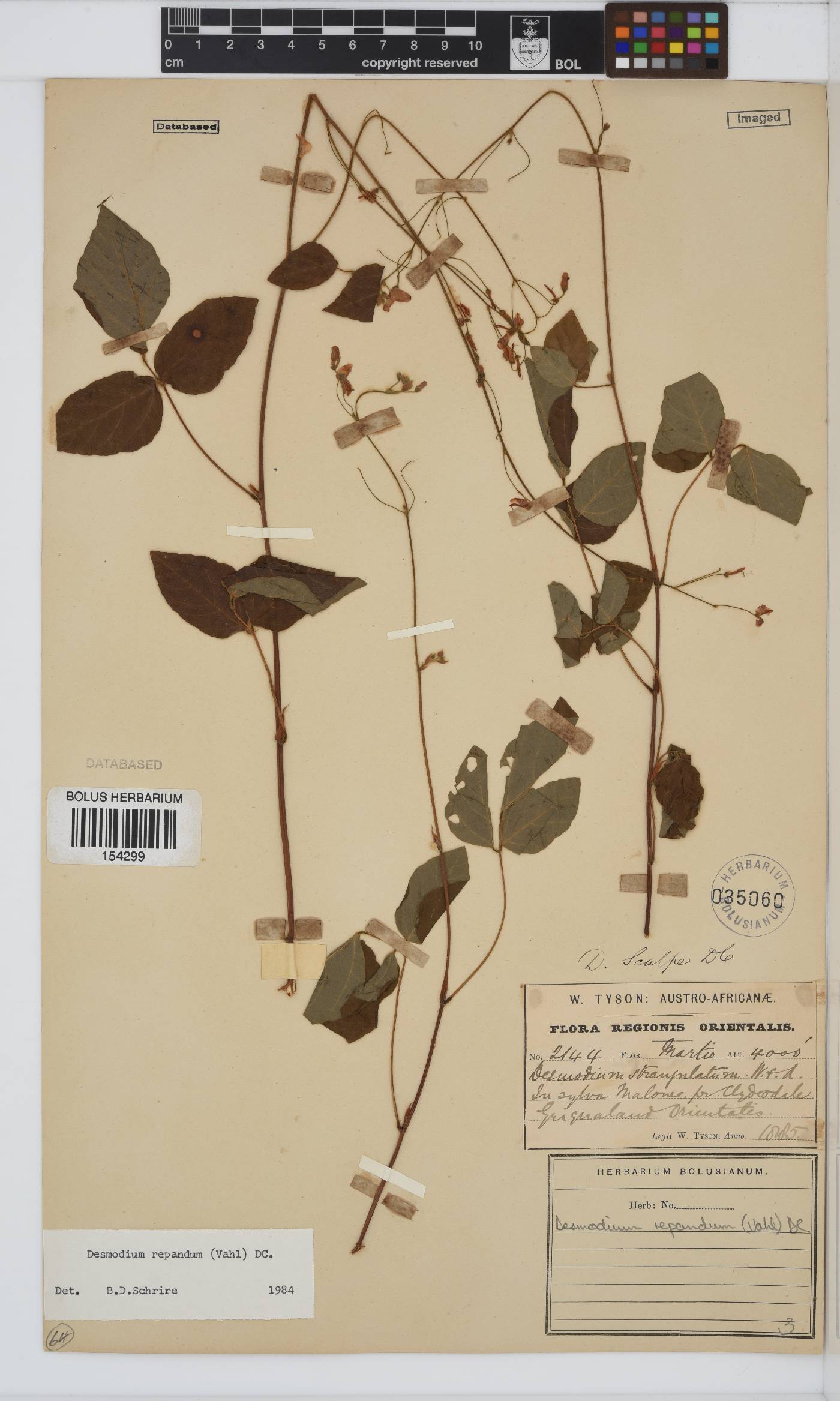 Desmodium repandum image