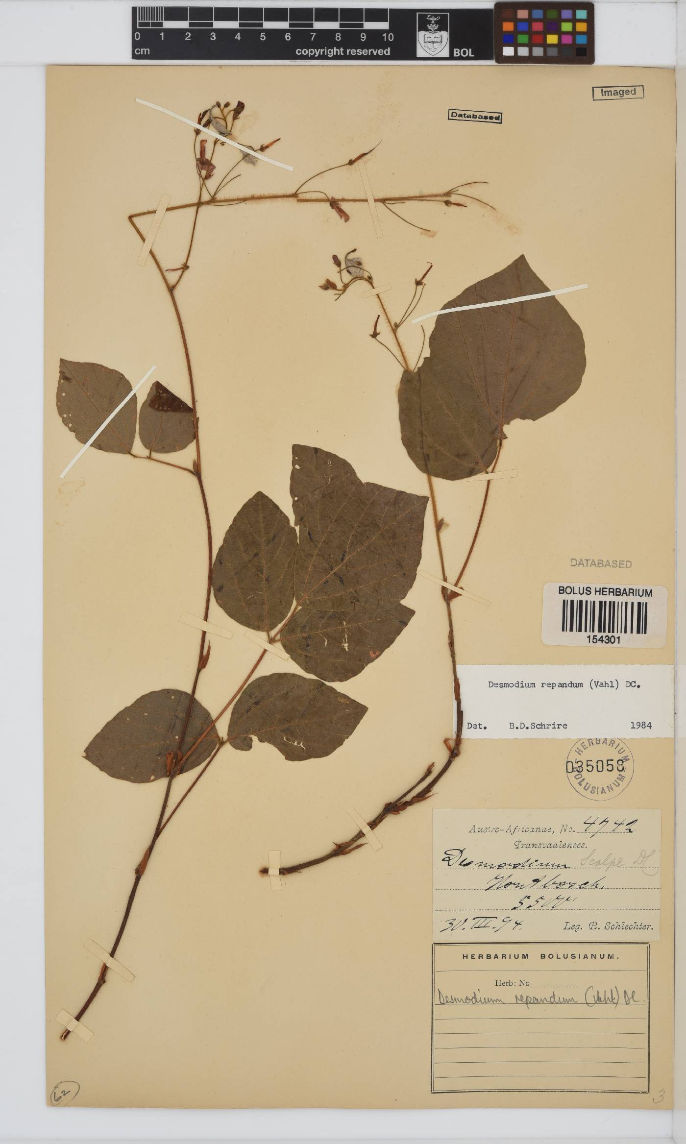 Desmodium repandum image