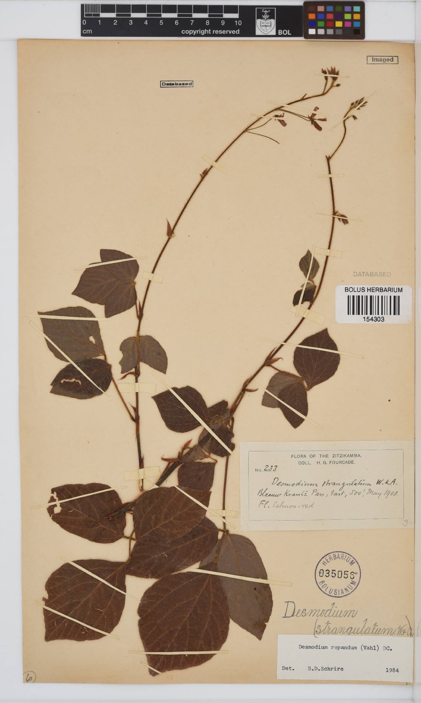 Desmodium repandum image